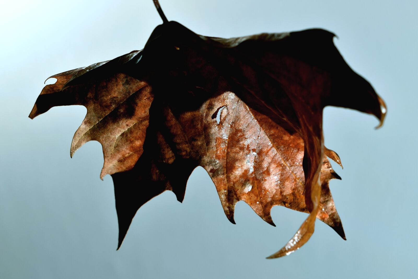 Nikon D3500 sample photo. Leaf, rain, wet photography