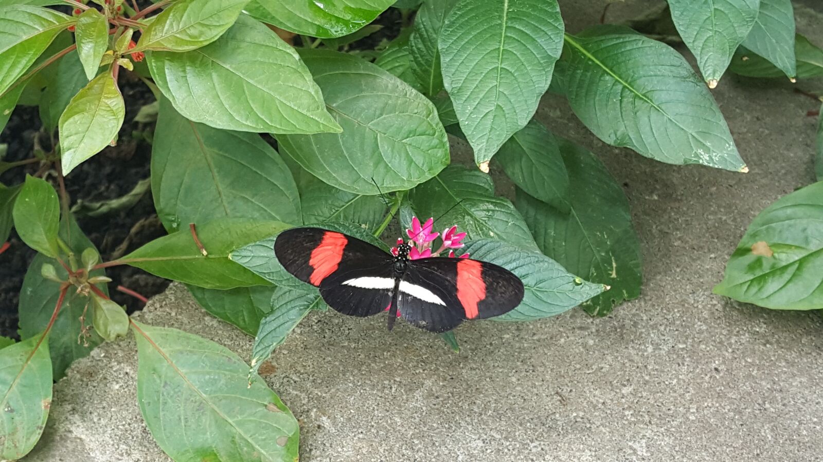 Samsung Galaxy S6 sample photo. Longwing butterfly, nature, butterfly photography