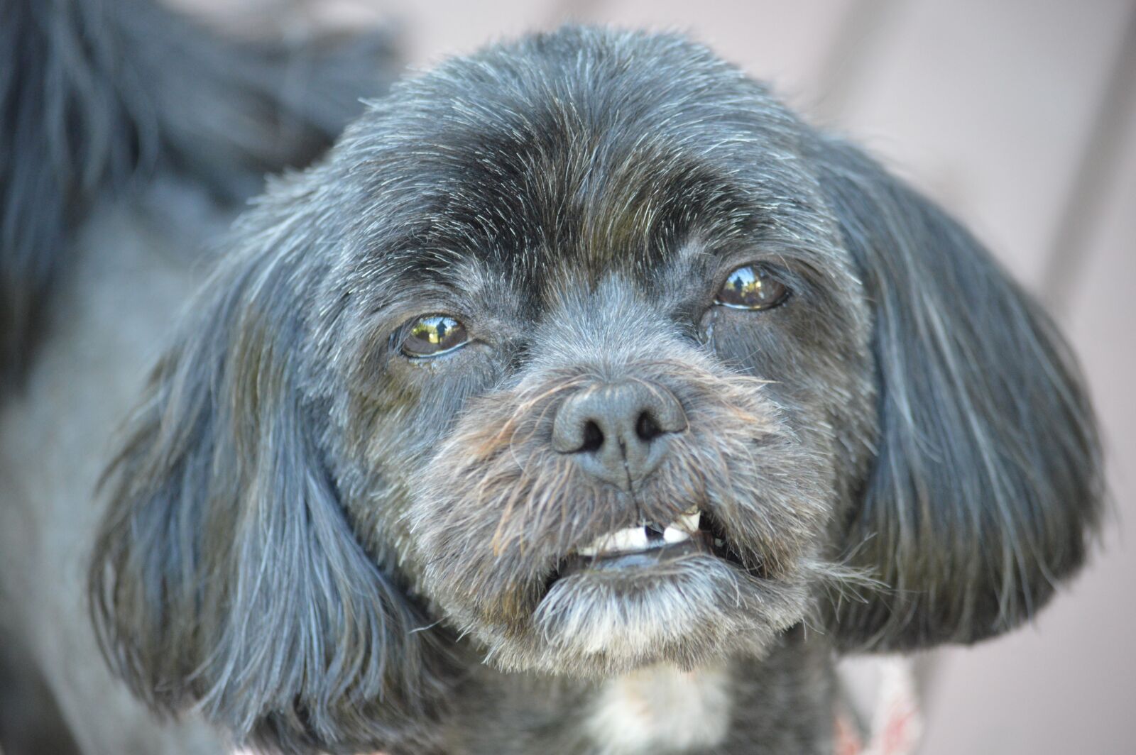 Nikon D3200 sample photo. Animal, portrait, cute photography