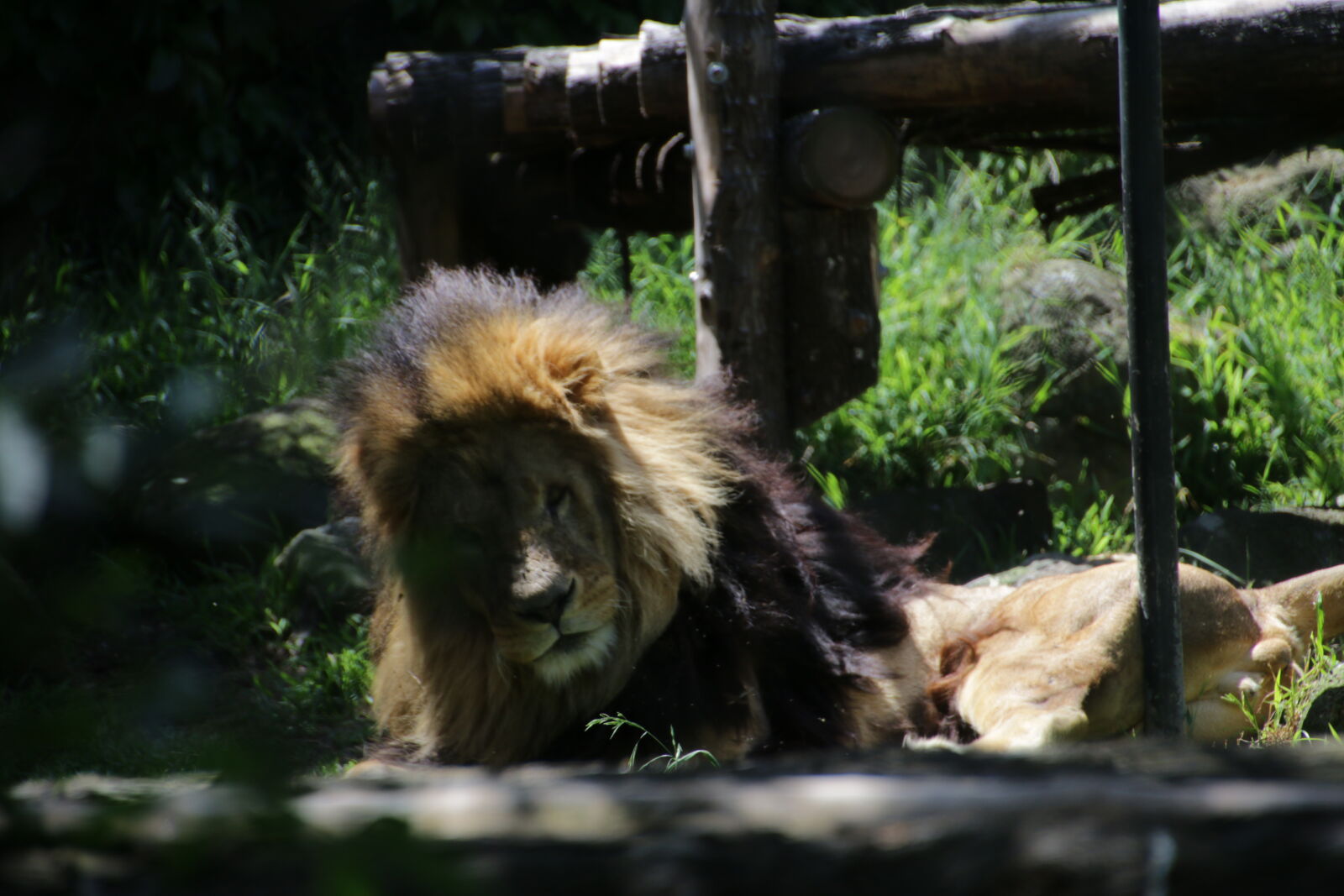 Canon EOS 70D + Tamron 18-270mm F3.5-6.3 Di II VC PZD sample photo. Lion, zoo photography