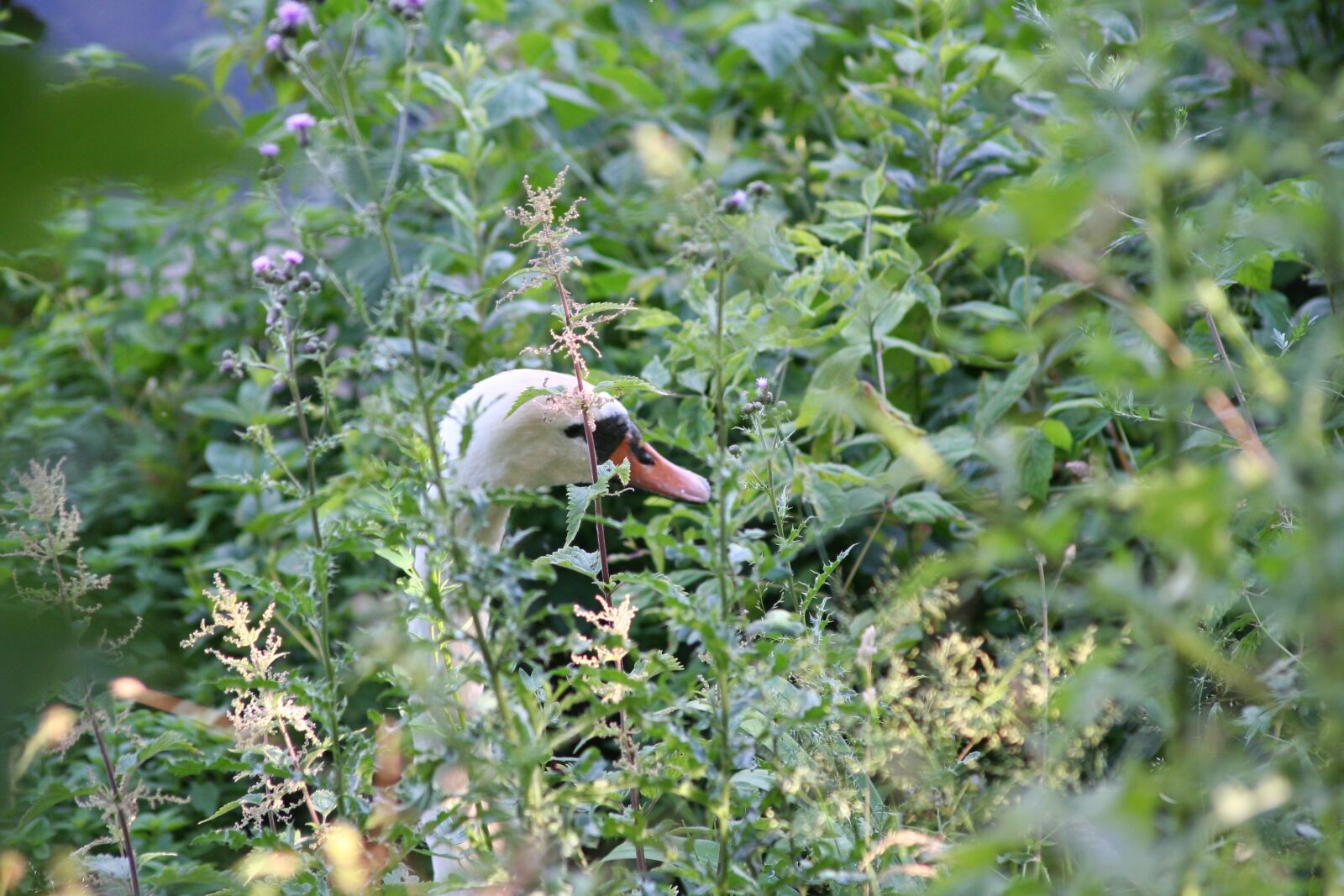 Canon EOS 350D (EOS Digital Rebel XT / EOS Kiss Digital N) sample photo. Mute swan, head, rhine photography