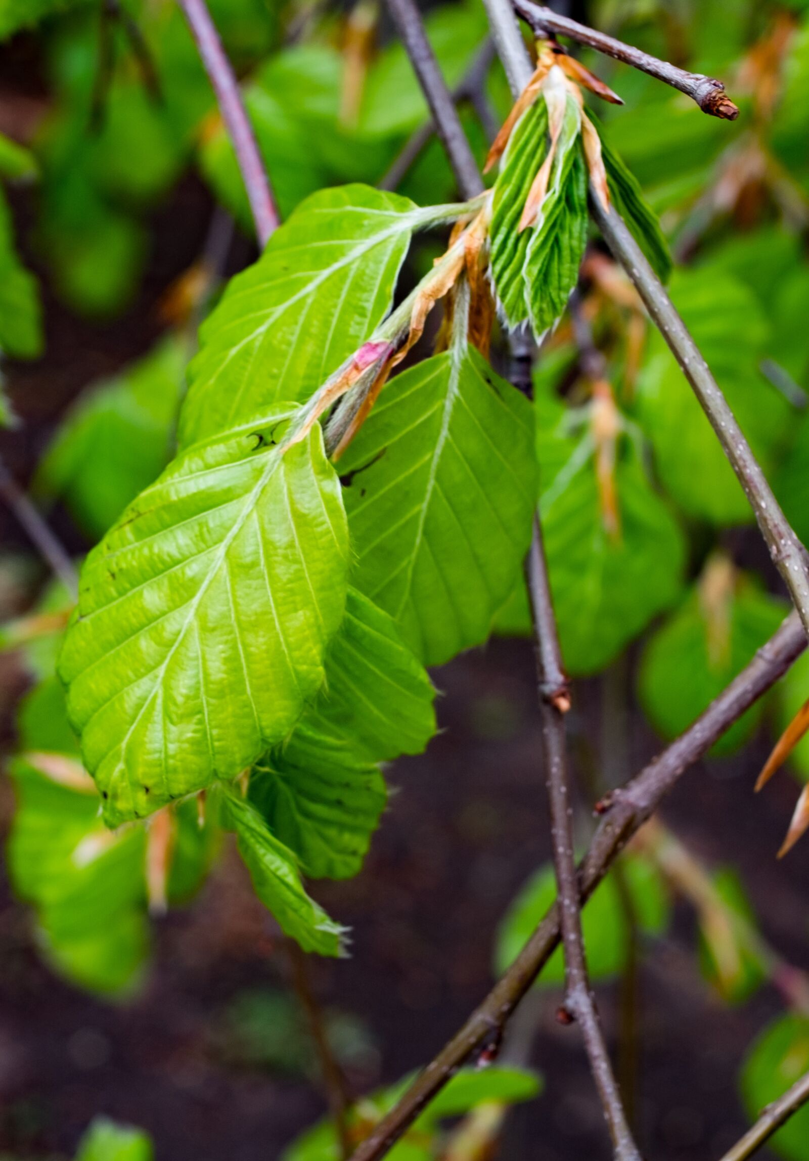 Fujifilm X-T10 sample photo. Beech, fagus, tree photography