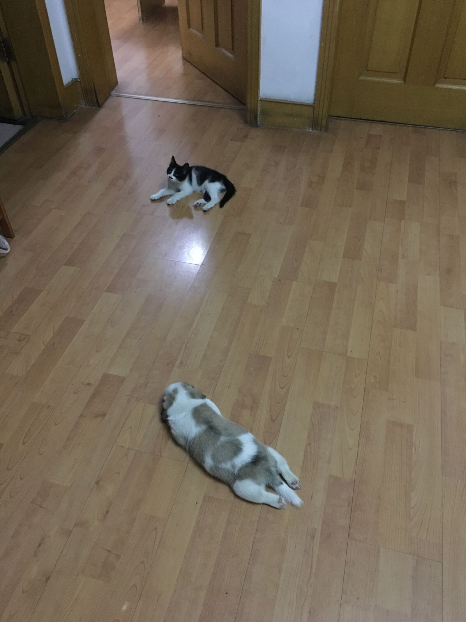 iPhone 6s Plus back camera 4.15mm f/2.2 sample photo. Cats and dogs, animal photography