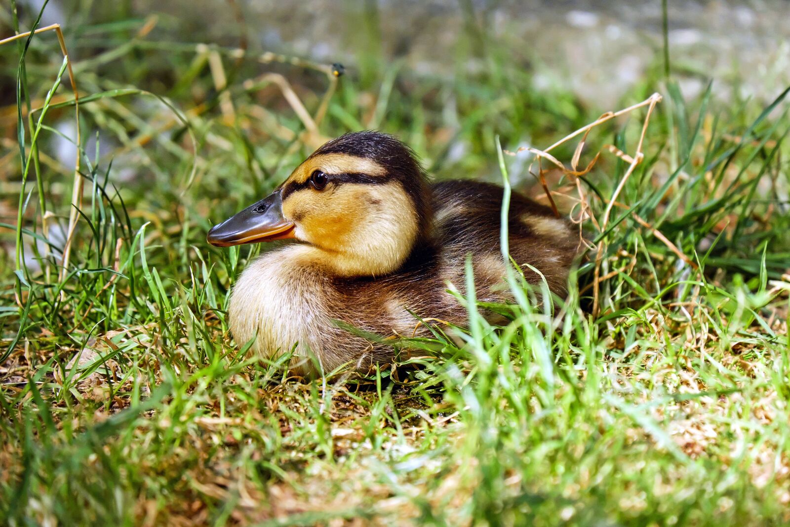Fujifilm X-T10 + Fujifilm XC 50-230mm F4.5-6.7 OIS sample photo. Duck, chicks, animal photography