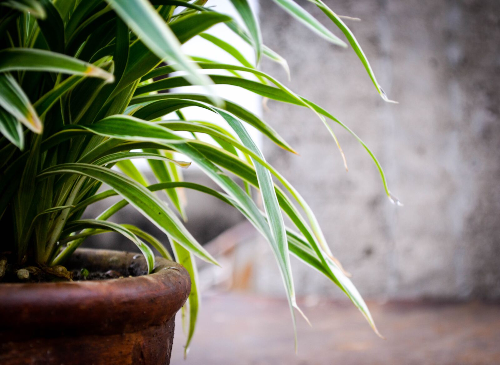 Nikon D3100 sample photo. Plants, garden, nature photography