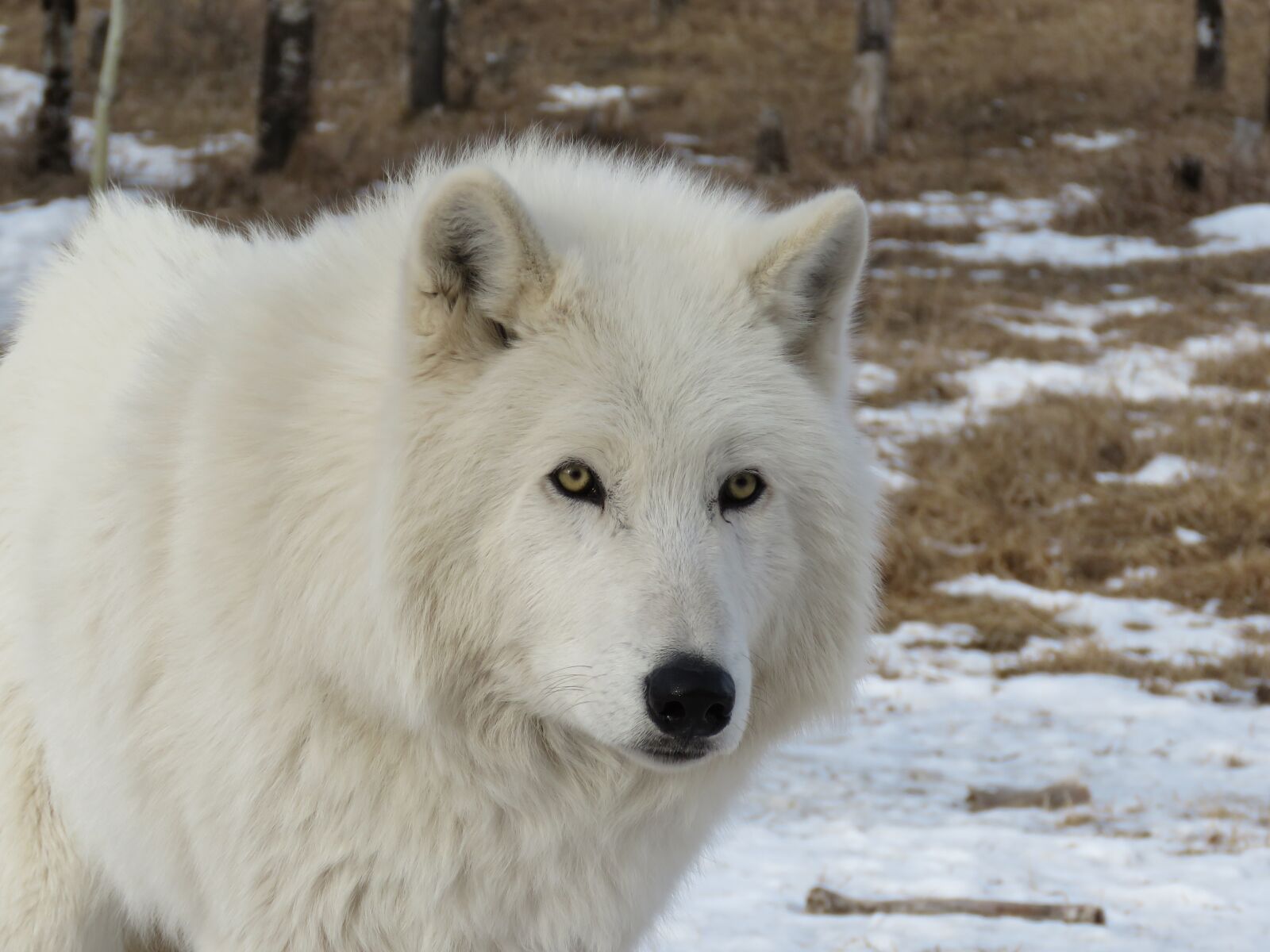 Canon PowerShot SX60 HS sample photo. Arctic wolfdog, wolfdog, wolf photography