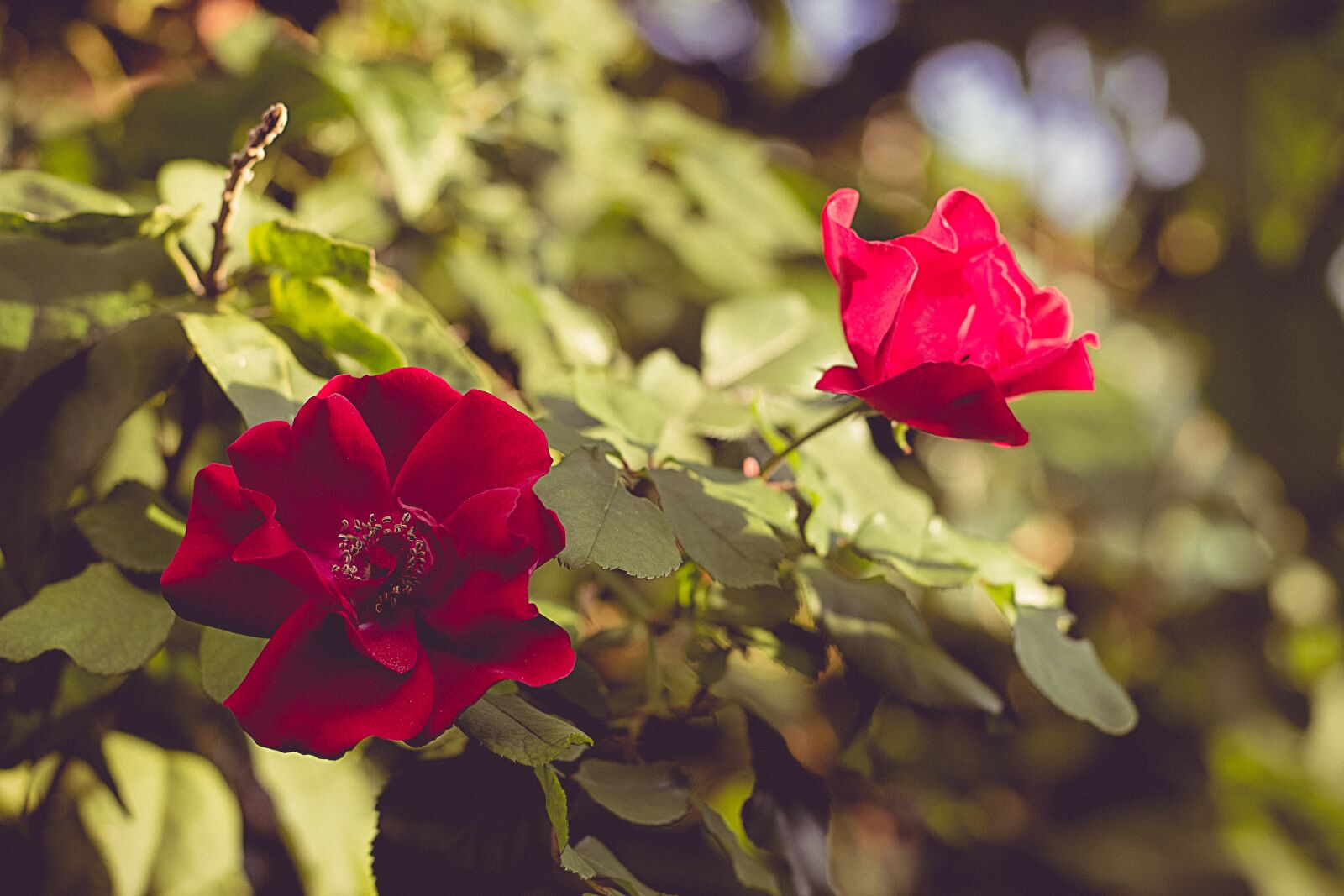 Canon EOS 700D (EOS Rebel T5i / EOS Kiss X7i) sample photo. Flower, red roses, red photography