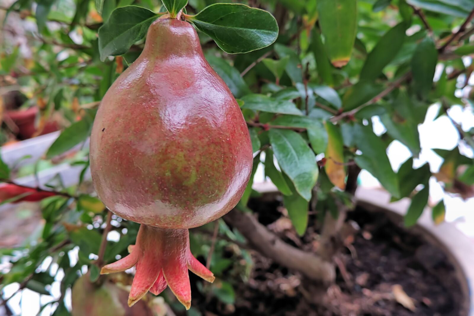 Nikon Coolpix P520 sample photo. Pomegranate, pomegranate tree, red photography