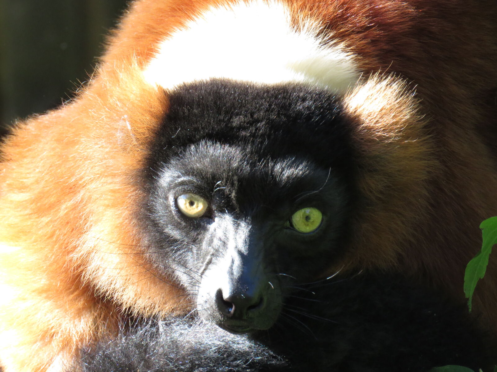 Canon PowerShot SX60 HS sample photo. Curious, eye, monkey, monkey photography