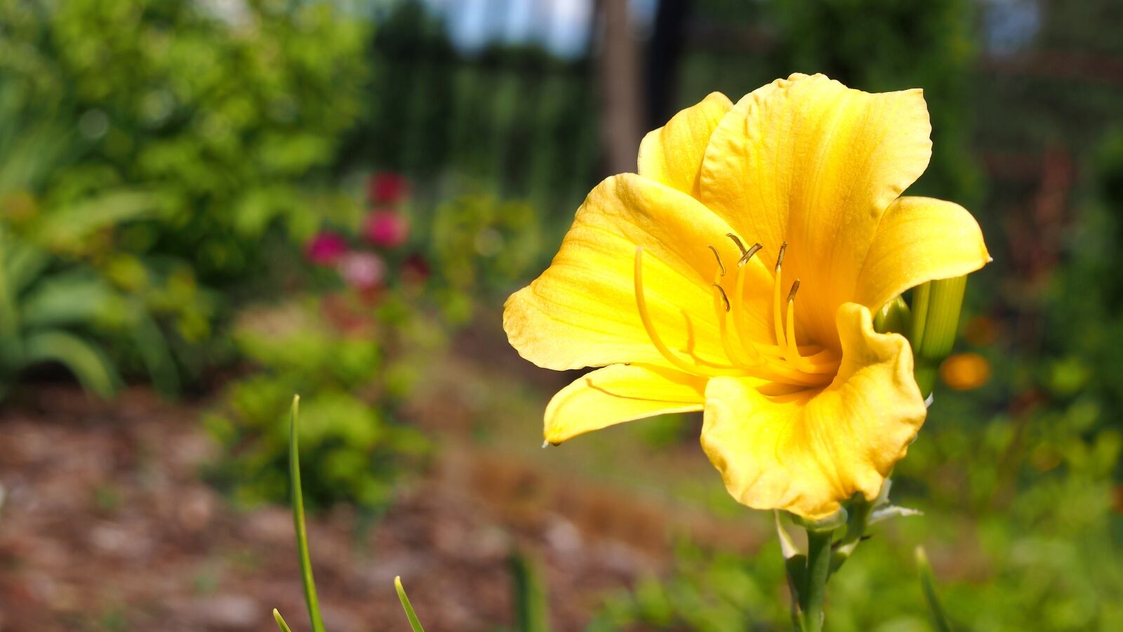 Olympus PEN E-PL6 sample photo. Daylilies, flower, day lilies photography