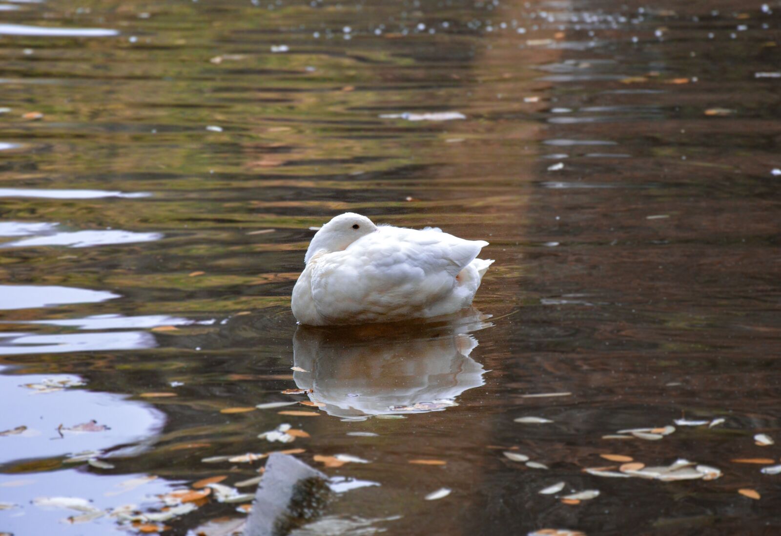 Nikon D3200 sample photo. Duck, white, bird photography