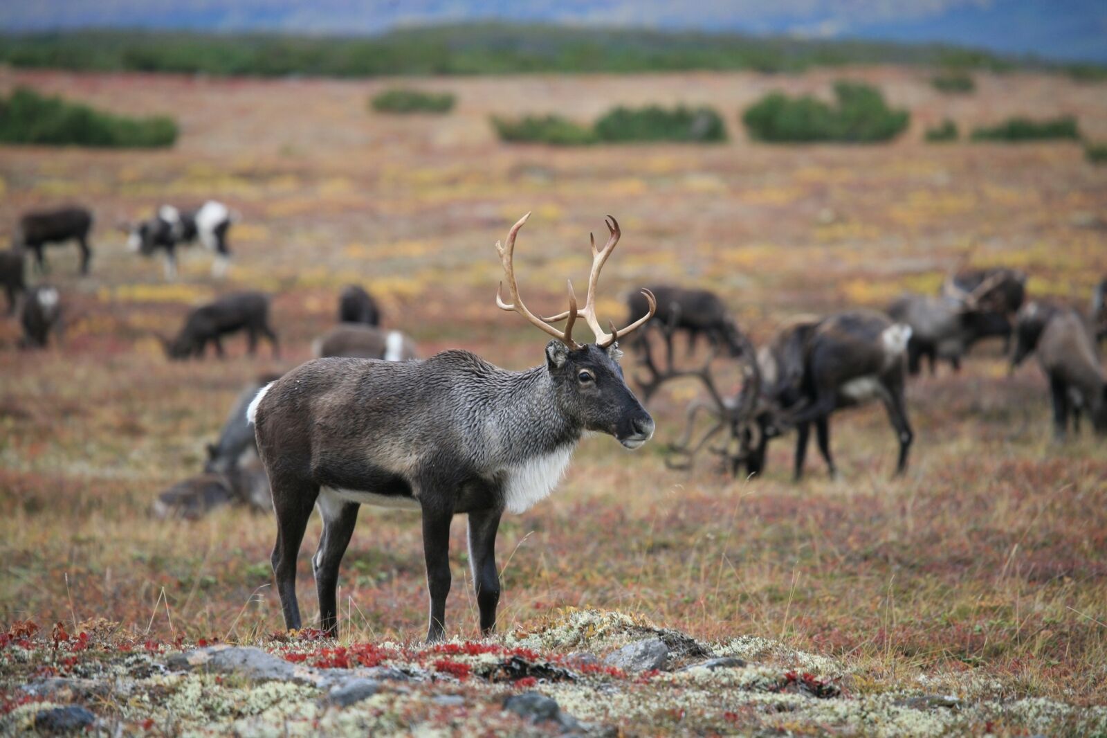 Canon EOS 5D sample photo. Reindeer, the herd, pasture photography