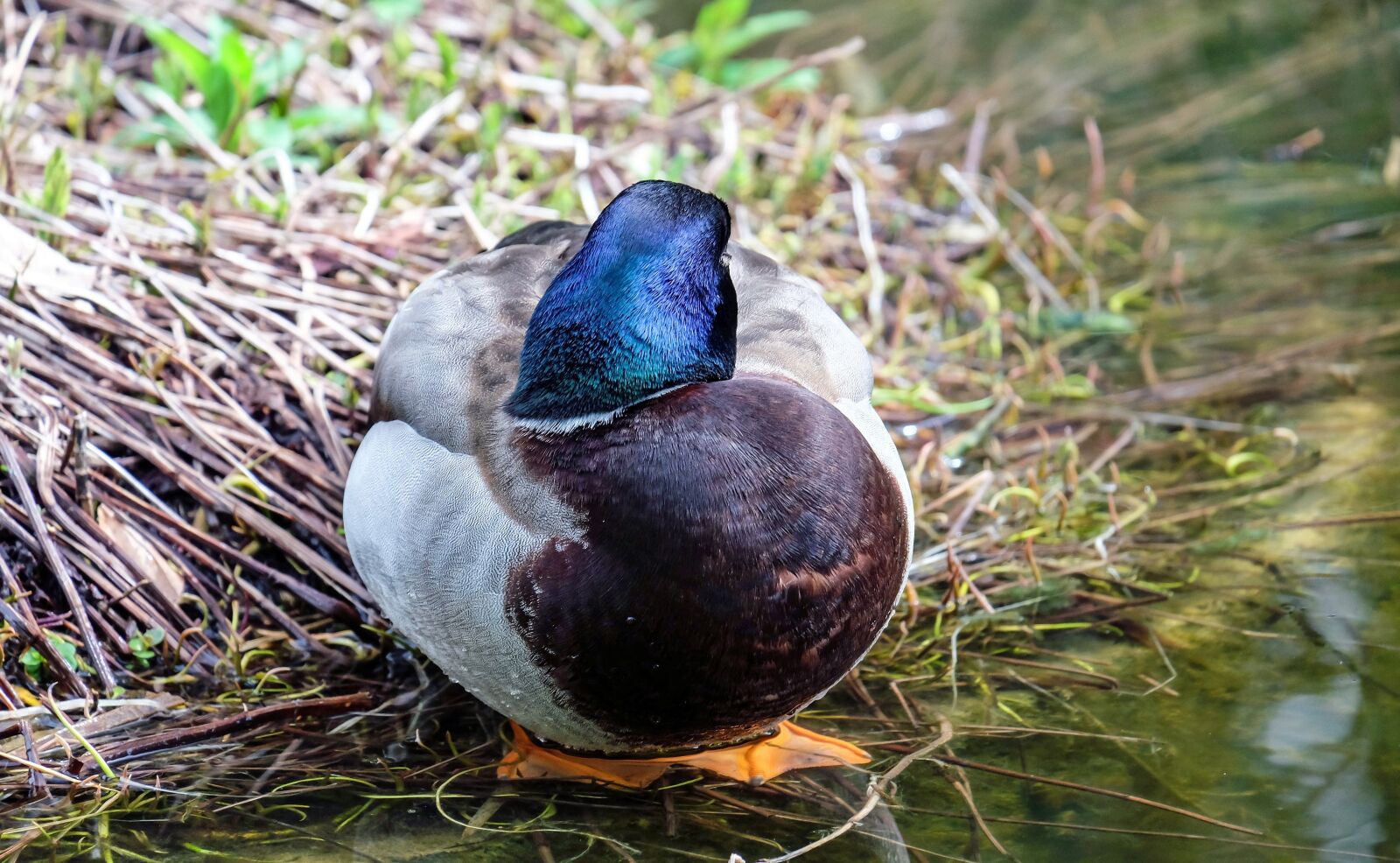 Fujifilm X-T10 + Fujifilm XC 50-230mm F4.5-6.7 OIS sample photo. Duck, animal, sleeping duck photography
