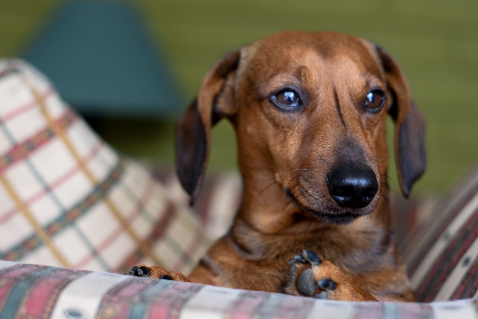 Nikon D7200 sample photo. Daschund, bassoto, teckel photography