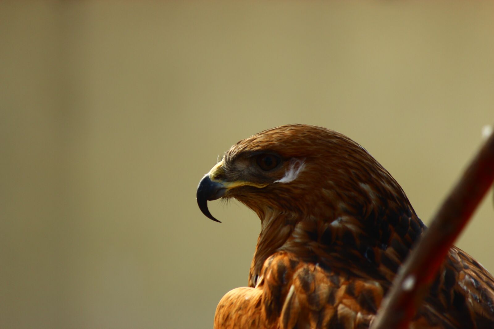 Canon EF-S 55-250mm F4-5.6 IS II sample photo. Hawk, po-faced, bird photography
