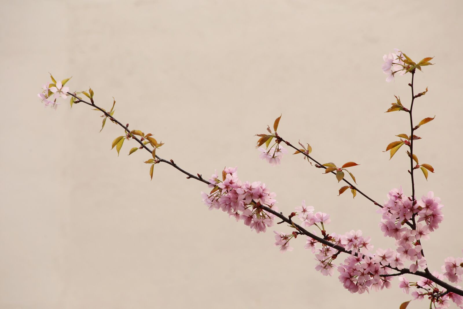 Canon EOS 6D sample photo. Peach blossom, natural, china photography