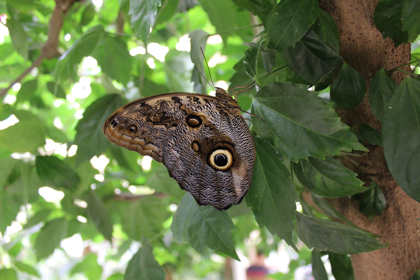 Canon EOS 600D (Rebel EOS T3i / EOS Kiss X5) sample photo. Butterfly, moth, insect photography