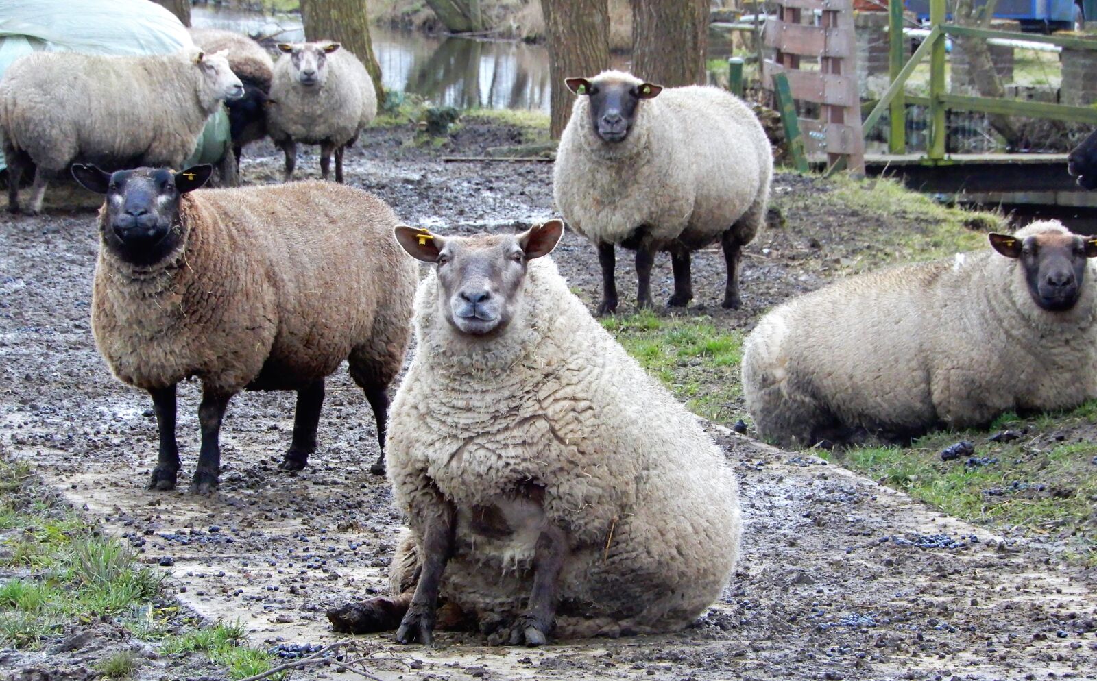 Nikon Coolpix A900 sample photo. Nature, sheep, wool photography