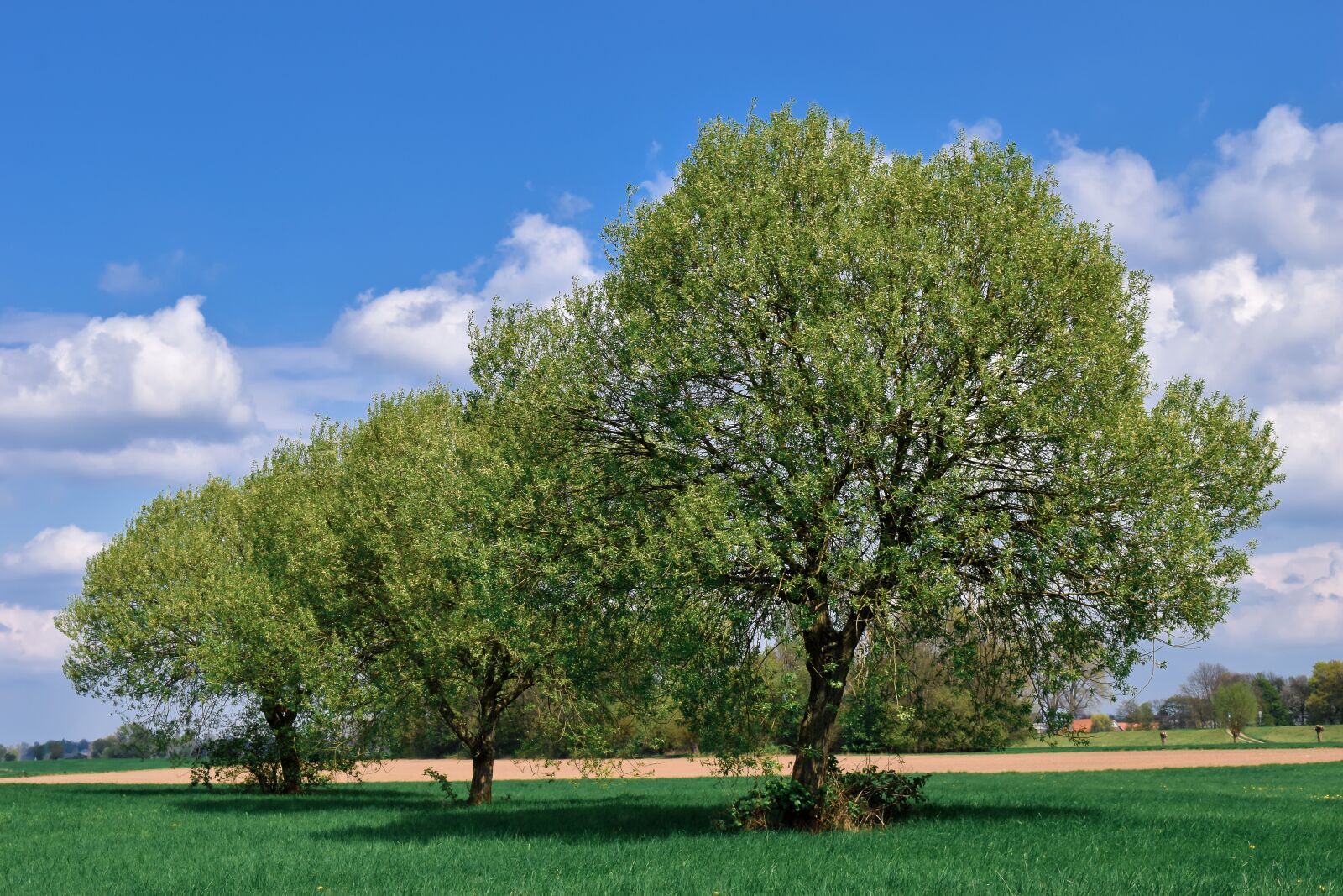 Nikon D3300 sample photo. Landscape, auen, nature photography
