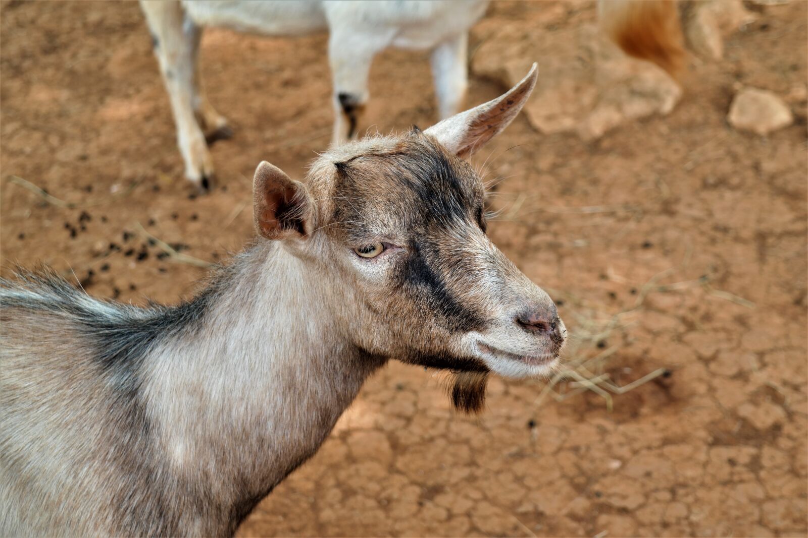 Samsung NX30 + NX 18-55mm F3.5-5.6 sample photo. Goat, animal, nature photography