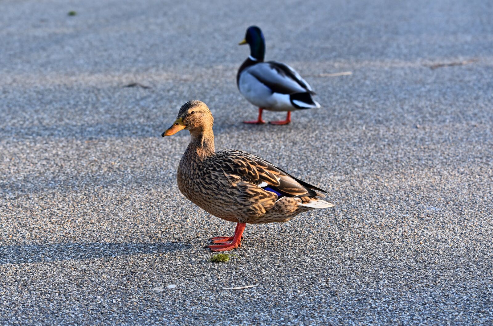 Nikon D750 sample photo. Duck, female duck, hen photography