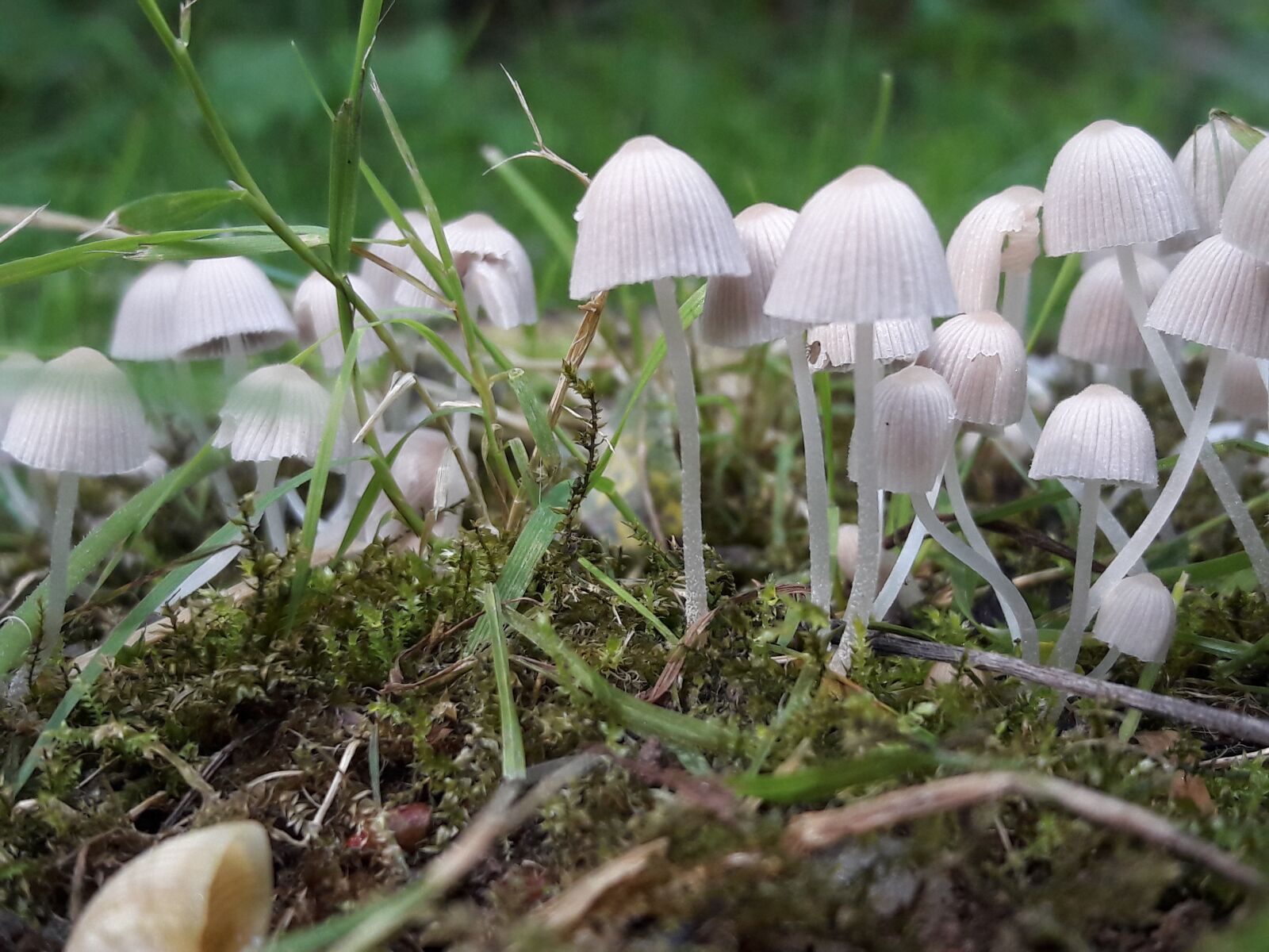 Samsung Galaxy A5(2016) sample photo. Mushrooms, fall, nature photography