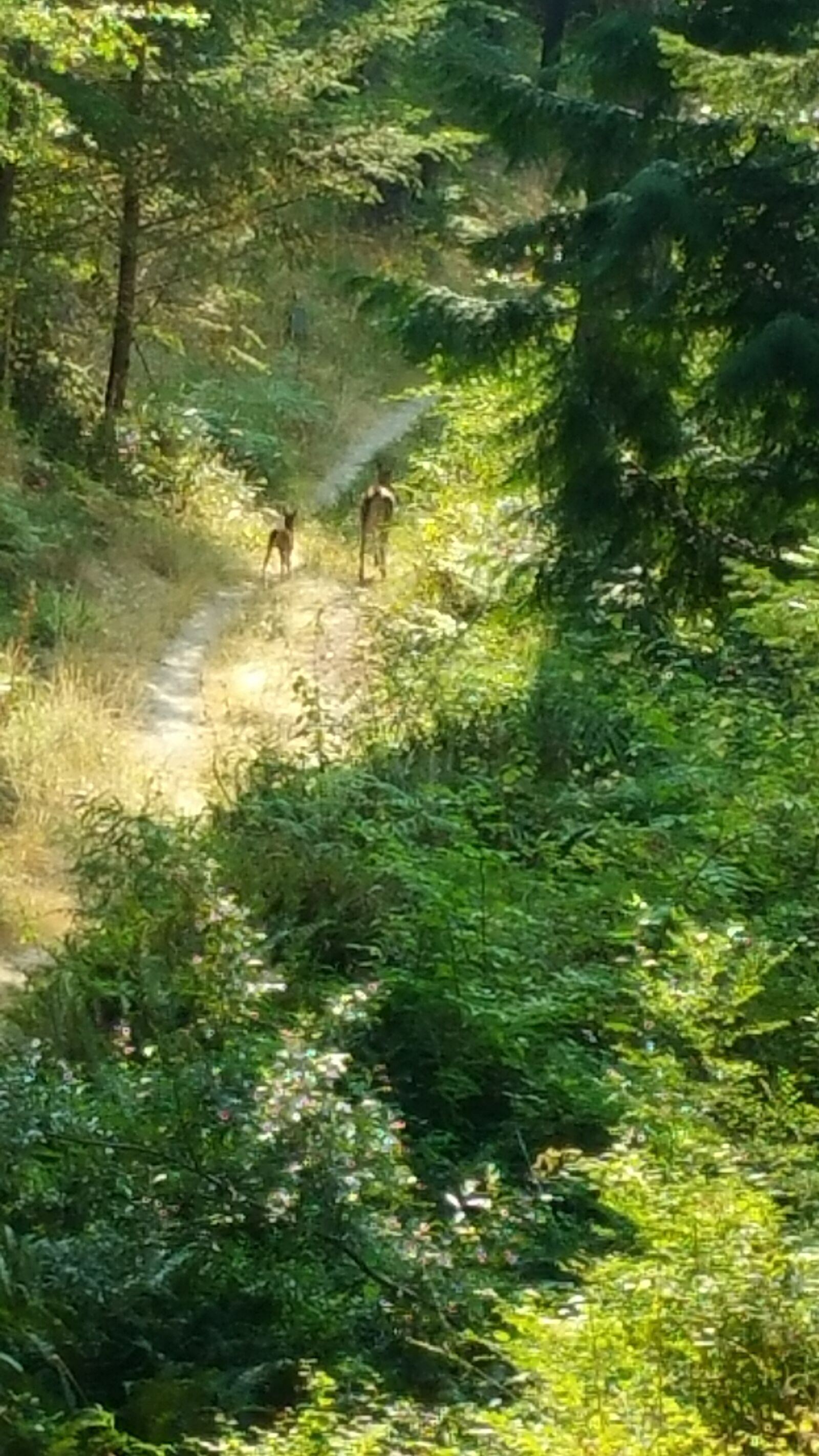 Samsung Galaxy Note4 sample photo. Woods, trees, pacific northwest photography