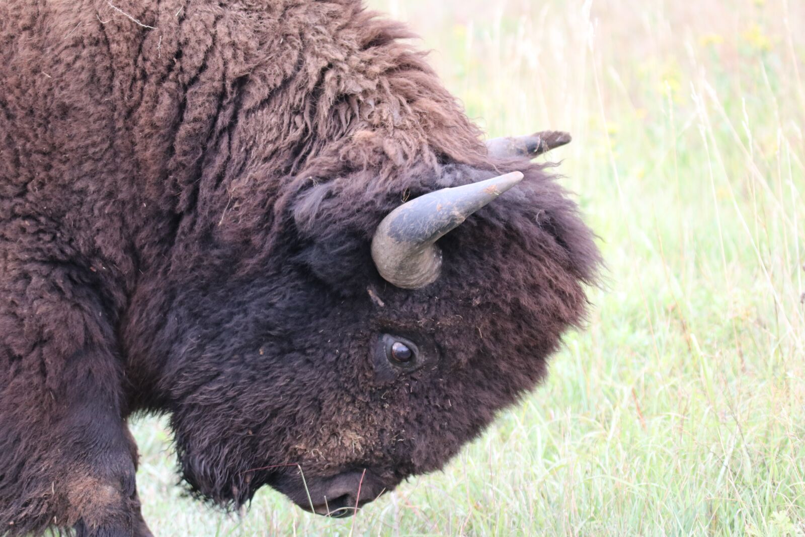 Canon EOS 80D sample photo. Bison, buffalo, horns photography