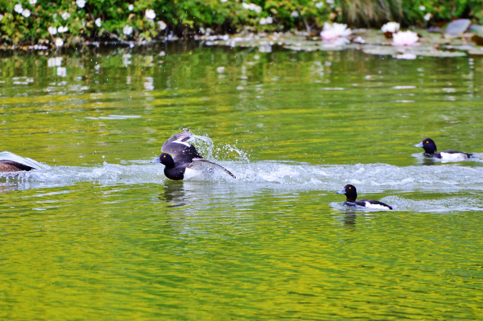 Nikon D3200 sample photo. Duck, water bird, row photography