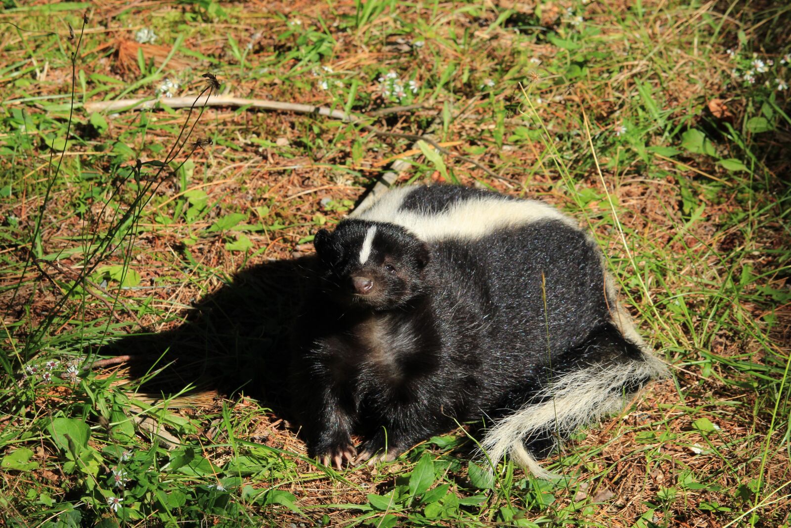 Canon EOS 1300D (EOS Rebel T6 / EOS Kiss X80) sample photo. Skunk, nature, animals photography