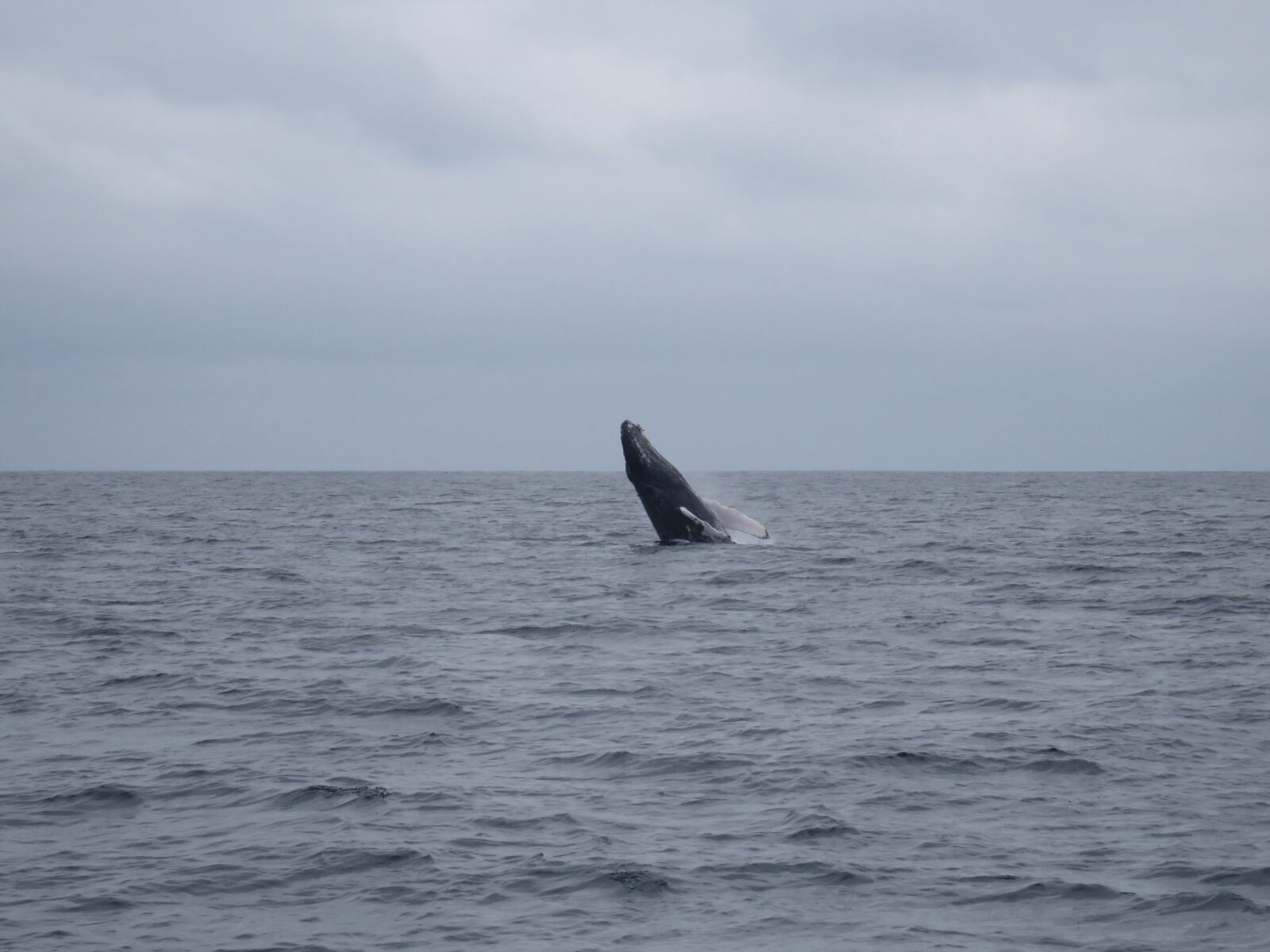 Canon PowerShot SX60 HS sample photo. Jumping, whale photography
