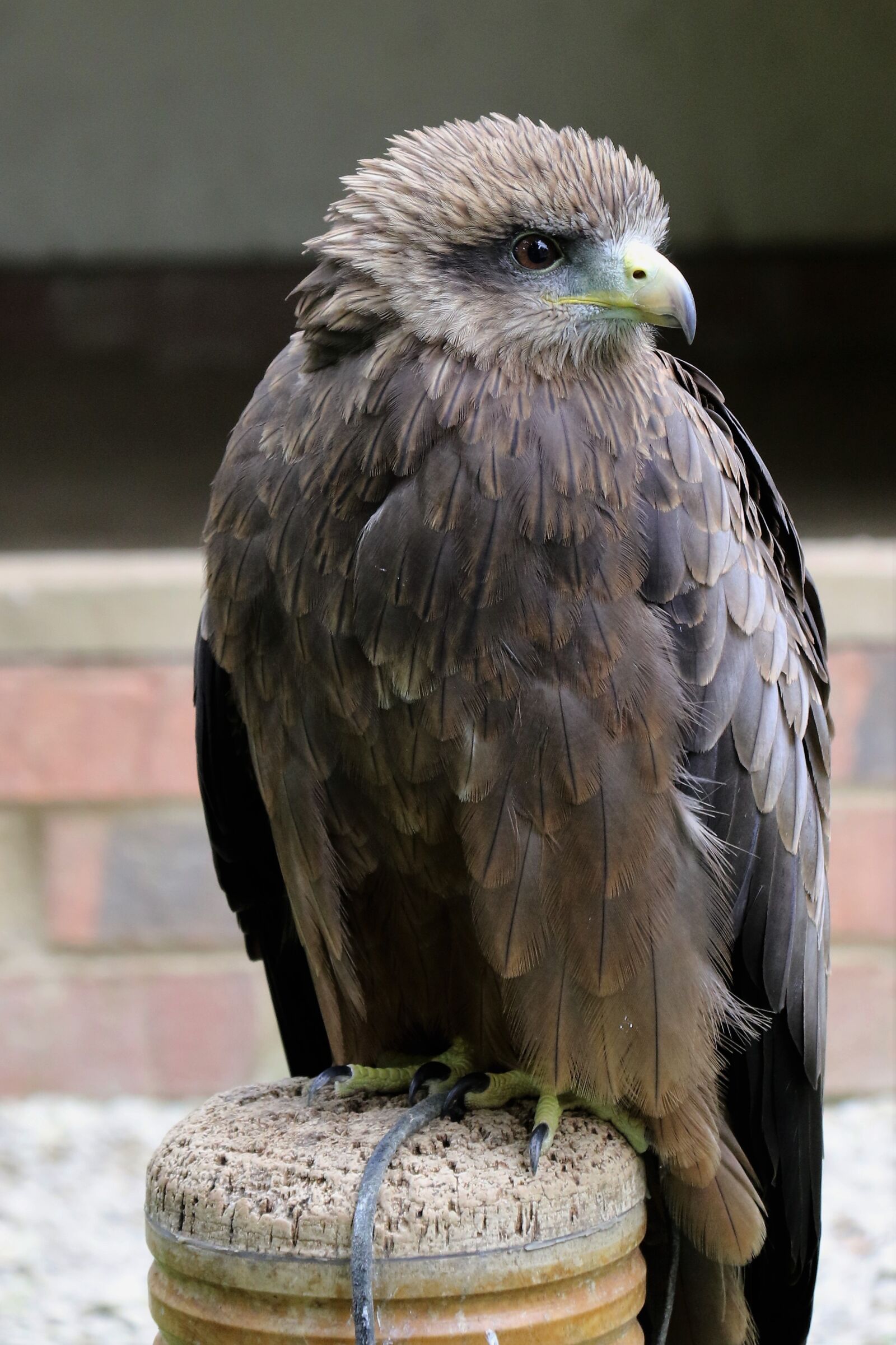 Canon EOS 7D Mark II sample photo. Yellow billed kite, bird photography