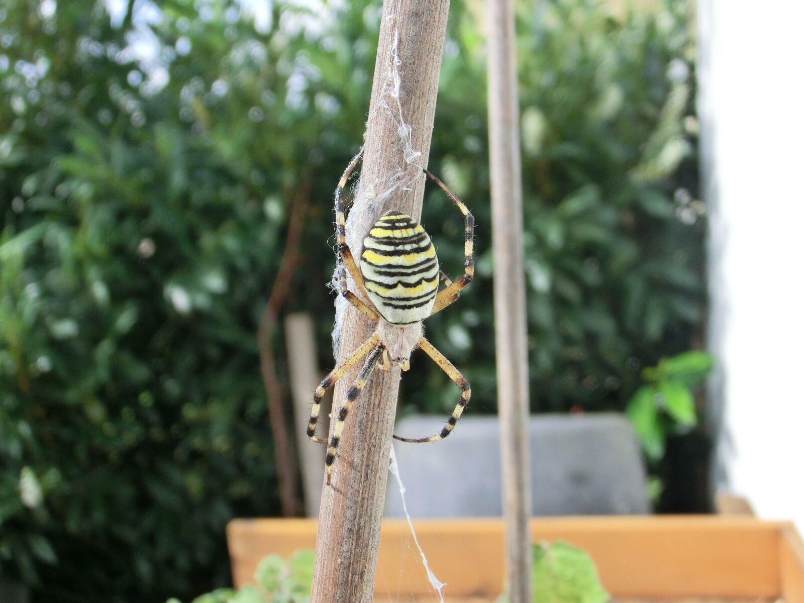 CASIO EX-ZR100 sample photo. Wasp spider, very rare photography