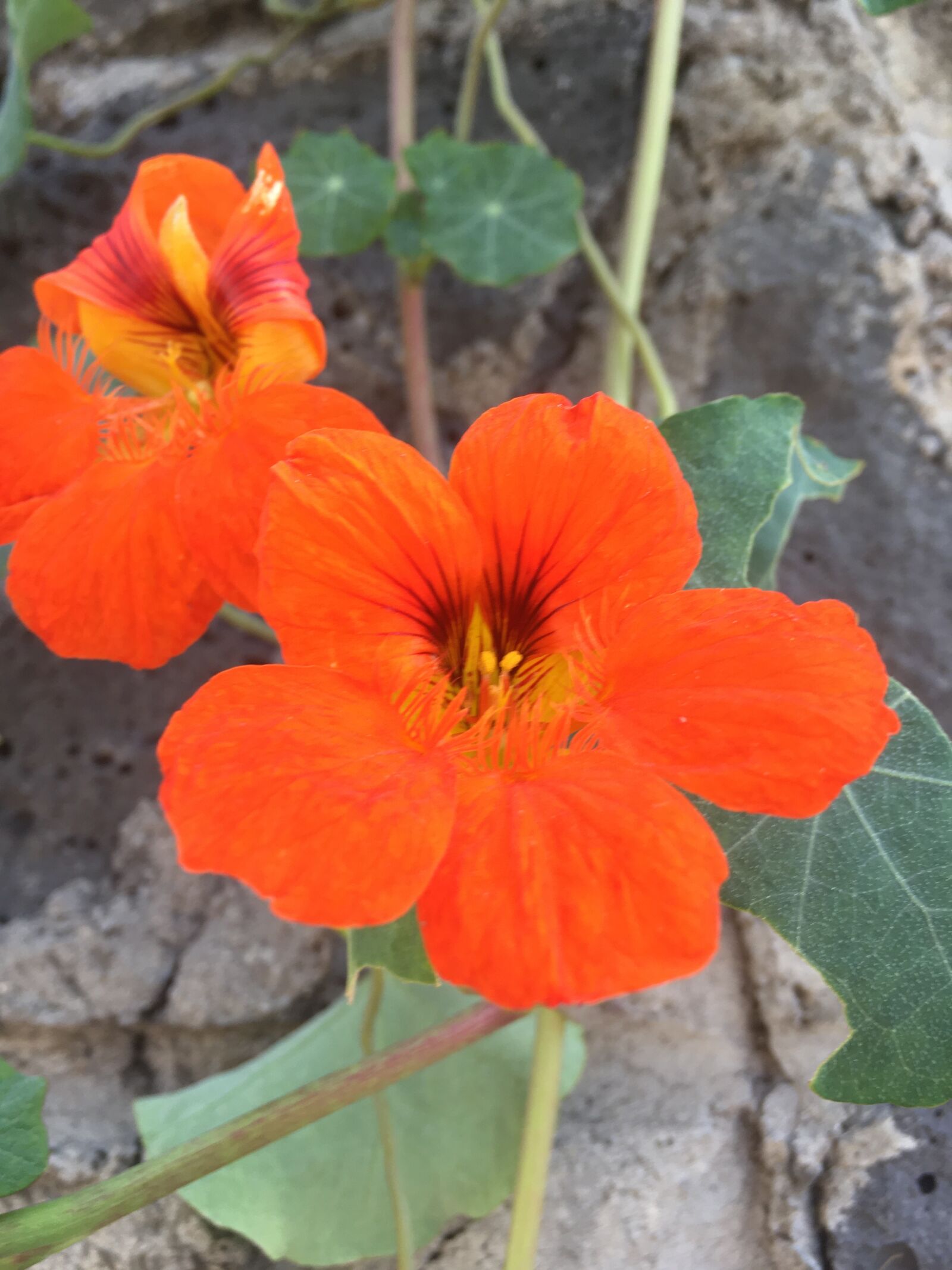 iPhone SE back camera 4.15mm f/2.2 sample photo. Flores, flor, nature photography