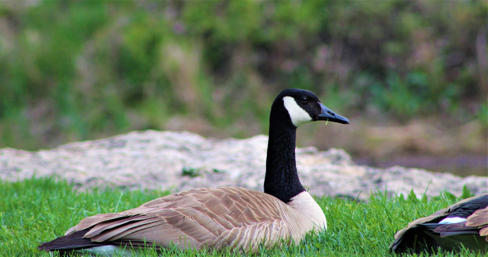 Canon EF75-300mm f/4-5.6 sample photo. Goose, canadian goose, bird photography