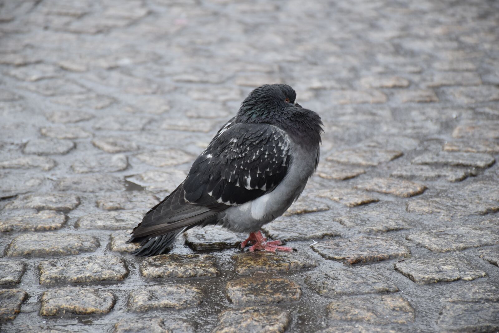 Nikon D5500 sample photo. Pigeon, bird, feather photography