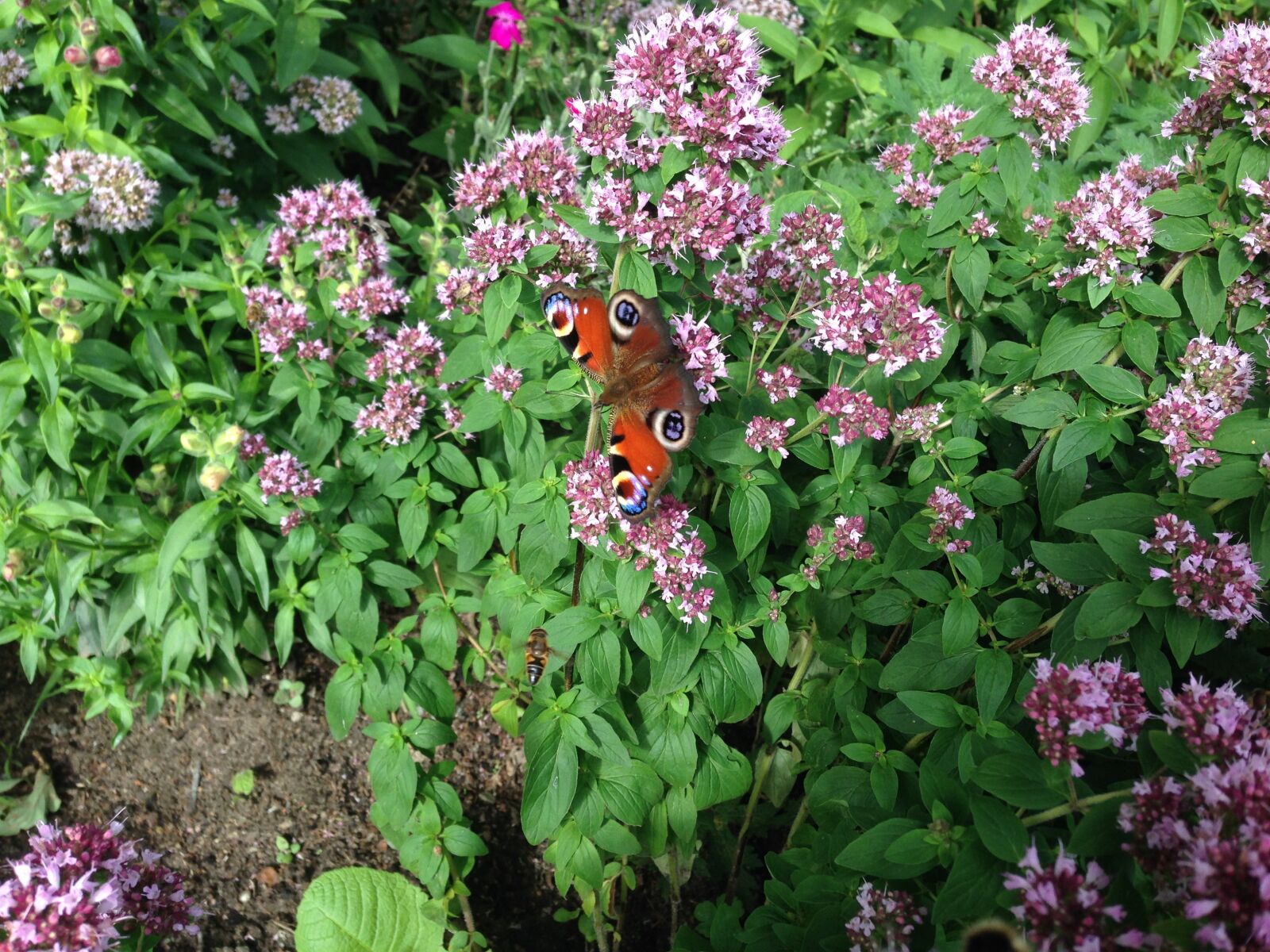 iPhone 5 back camera 4.12mm f/2.4 sample photo. Peacock, marjoram, bees photography
