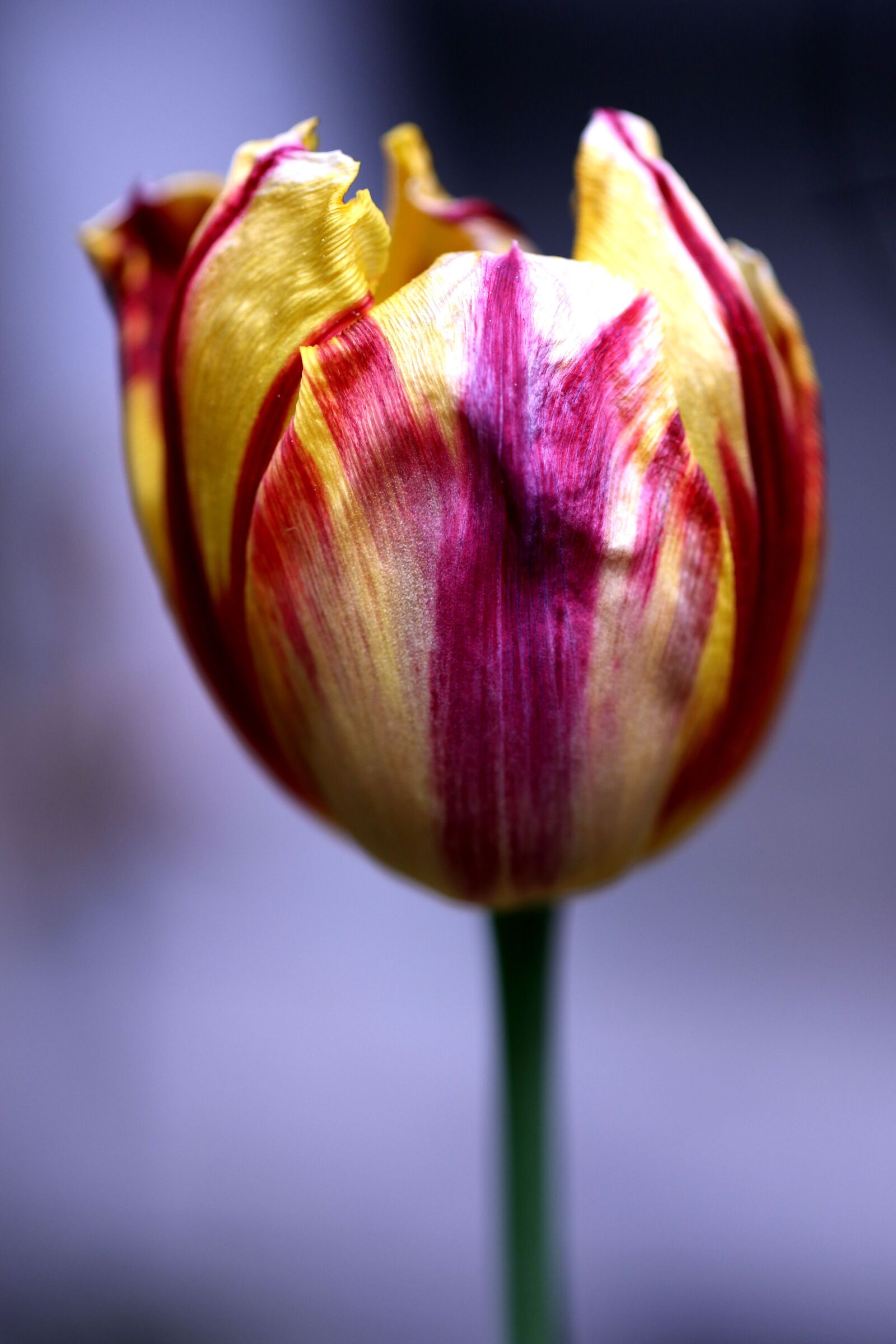 Canon EOS 7D Mark II sample photo. Flower, spring, spring flower photography