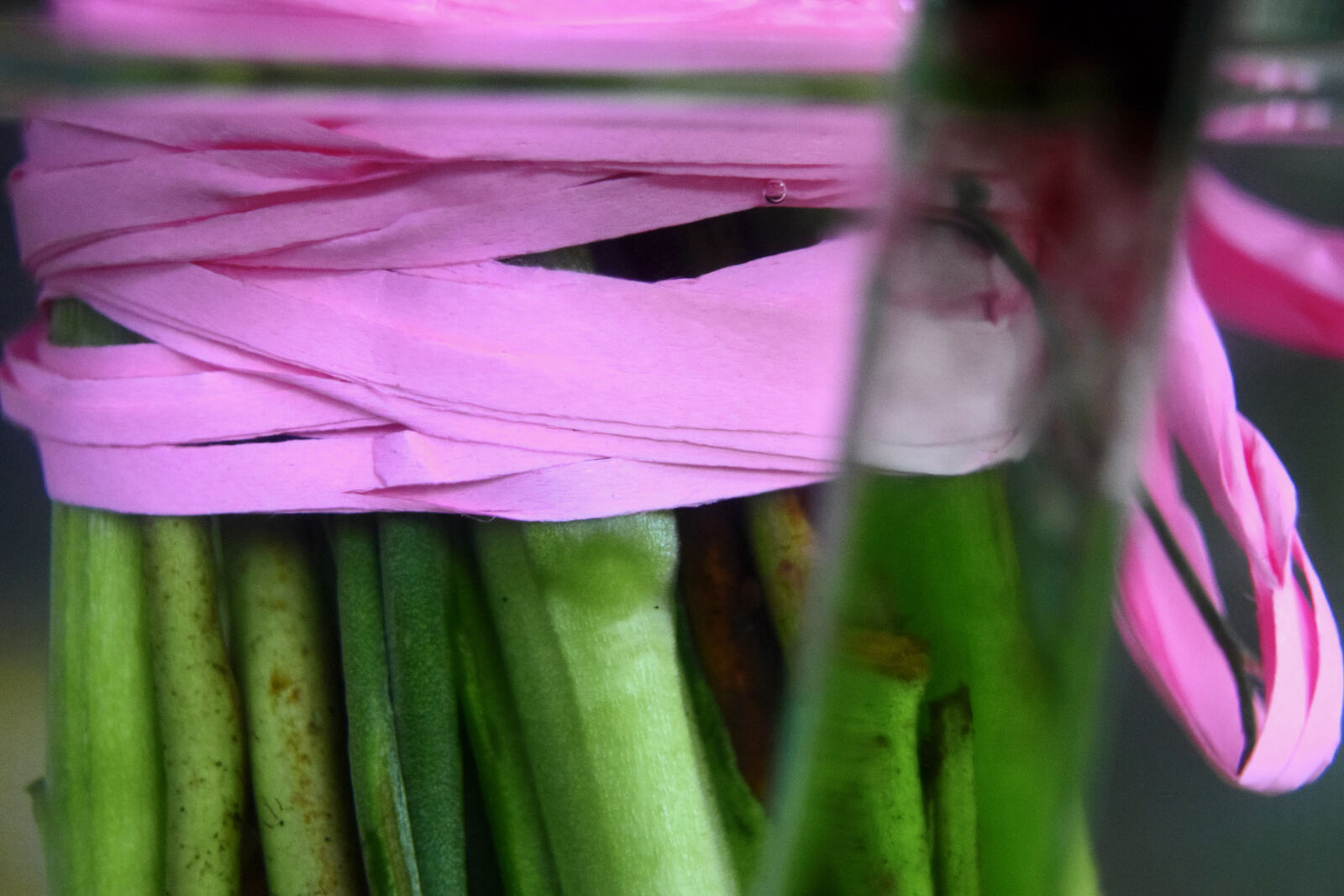 Nikon D3300 sample photo. Ribbon, stem, theme, layers photography