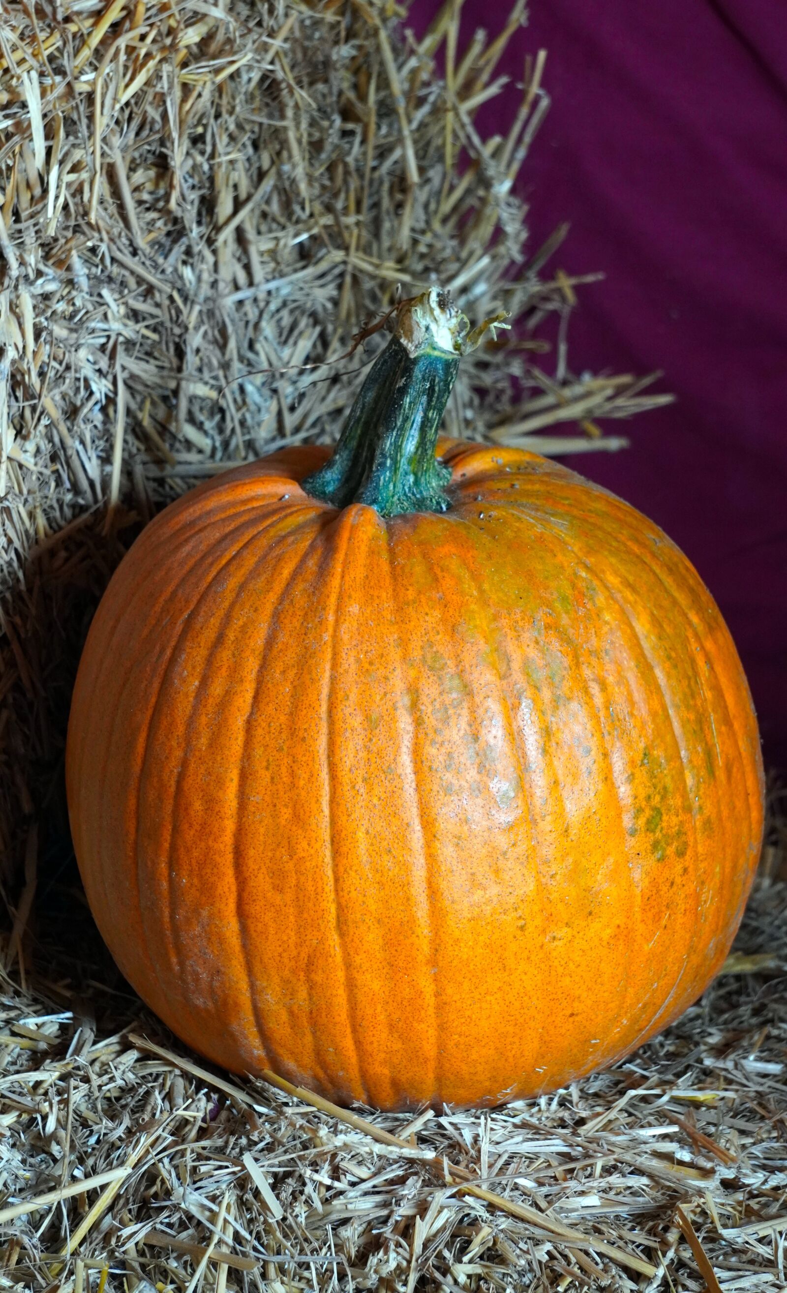 Sony E 55-210mm F4.5-6.3 OSS sample photo. Pumpkin, harvest, autumn photography