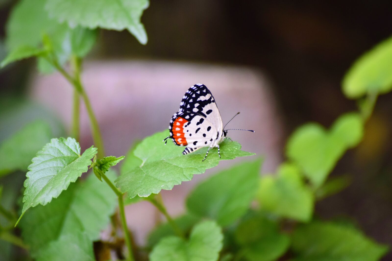 Nikon D5300 sample photo. Butterfly, nature, insect photography