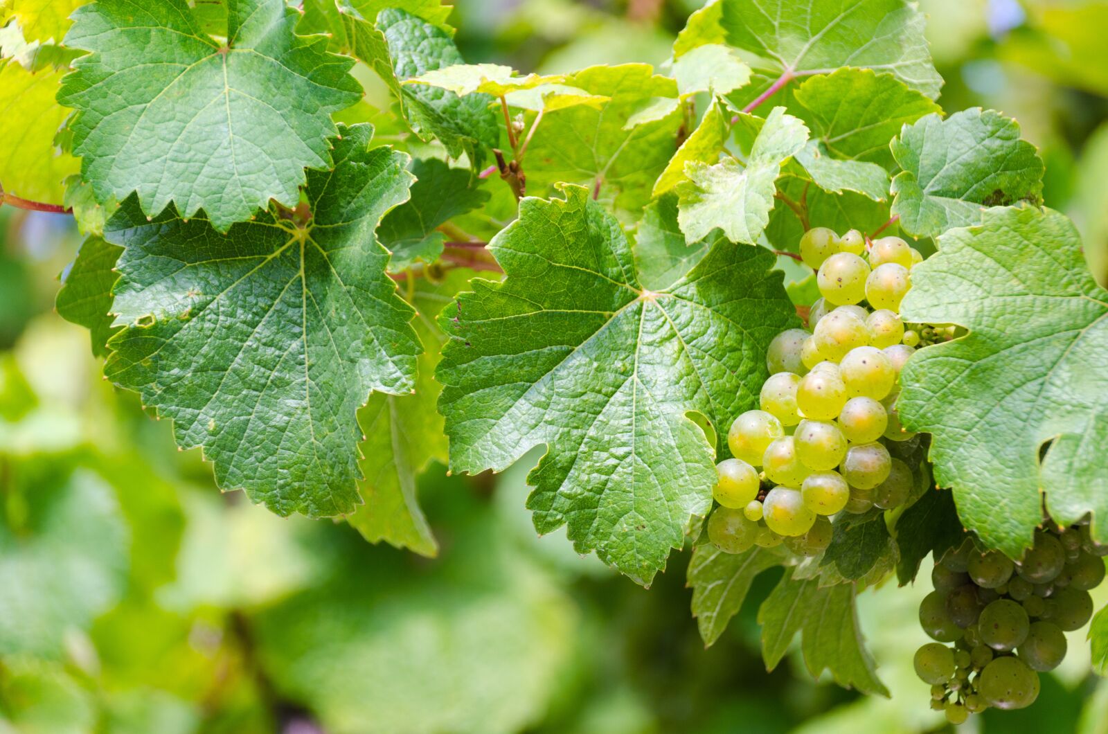 Nikon D5100 sample photo. Riesling, white wine, grape photography