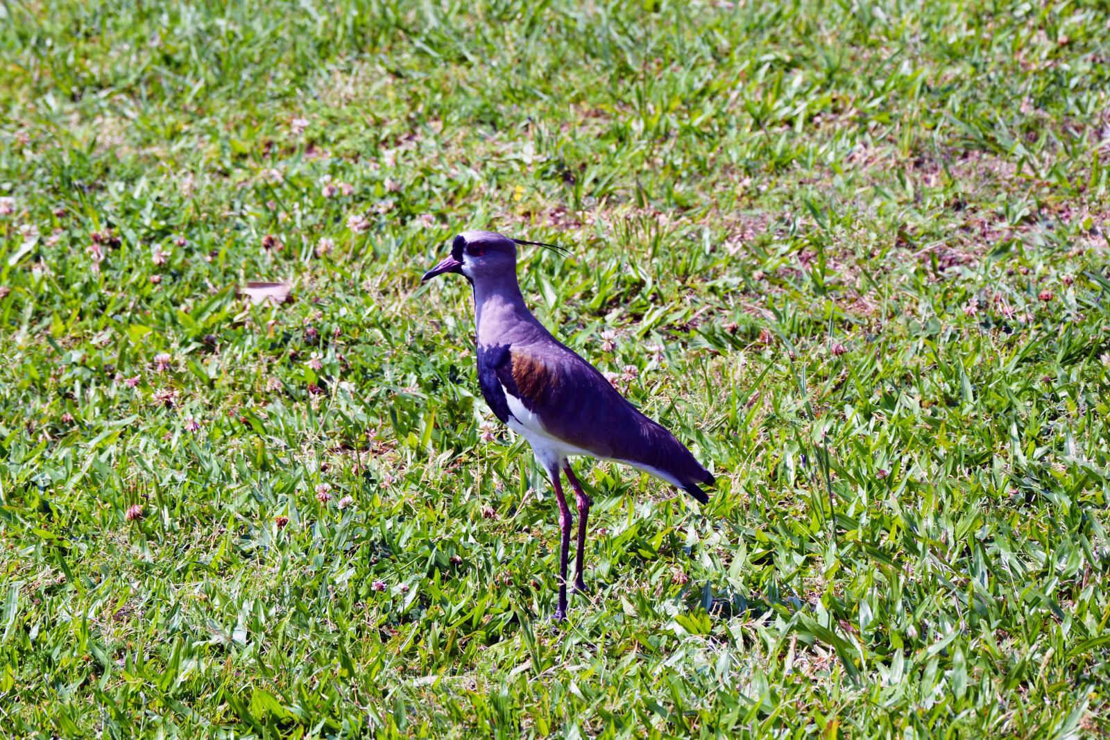 Nikon D7100 sample photo. Quero, quero photography
