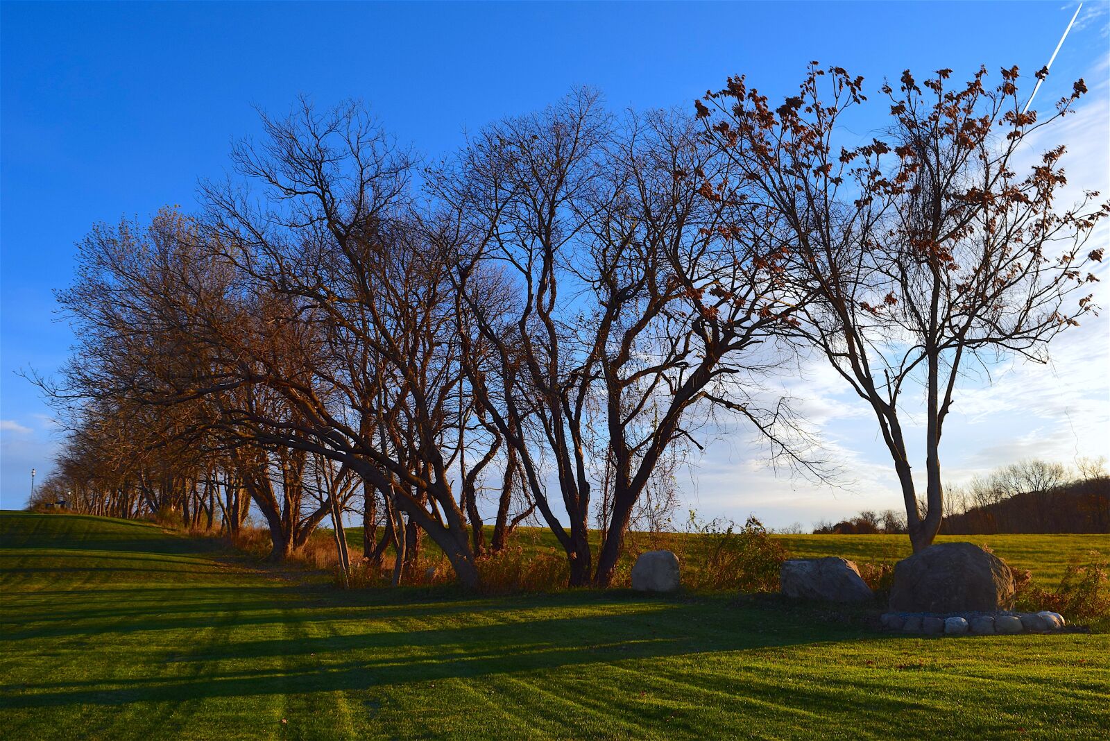 Nikon D3300 sample photo. Trees, field, morning photography