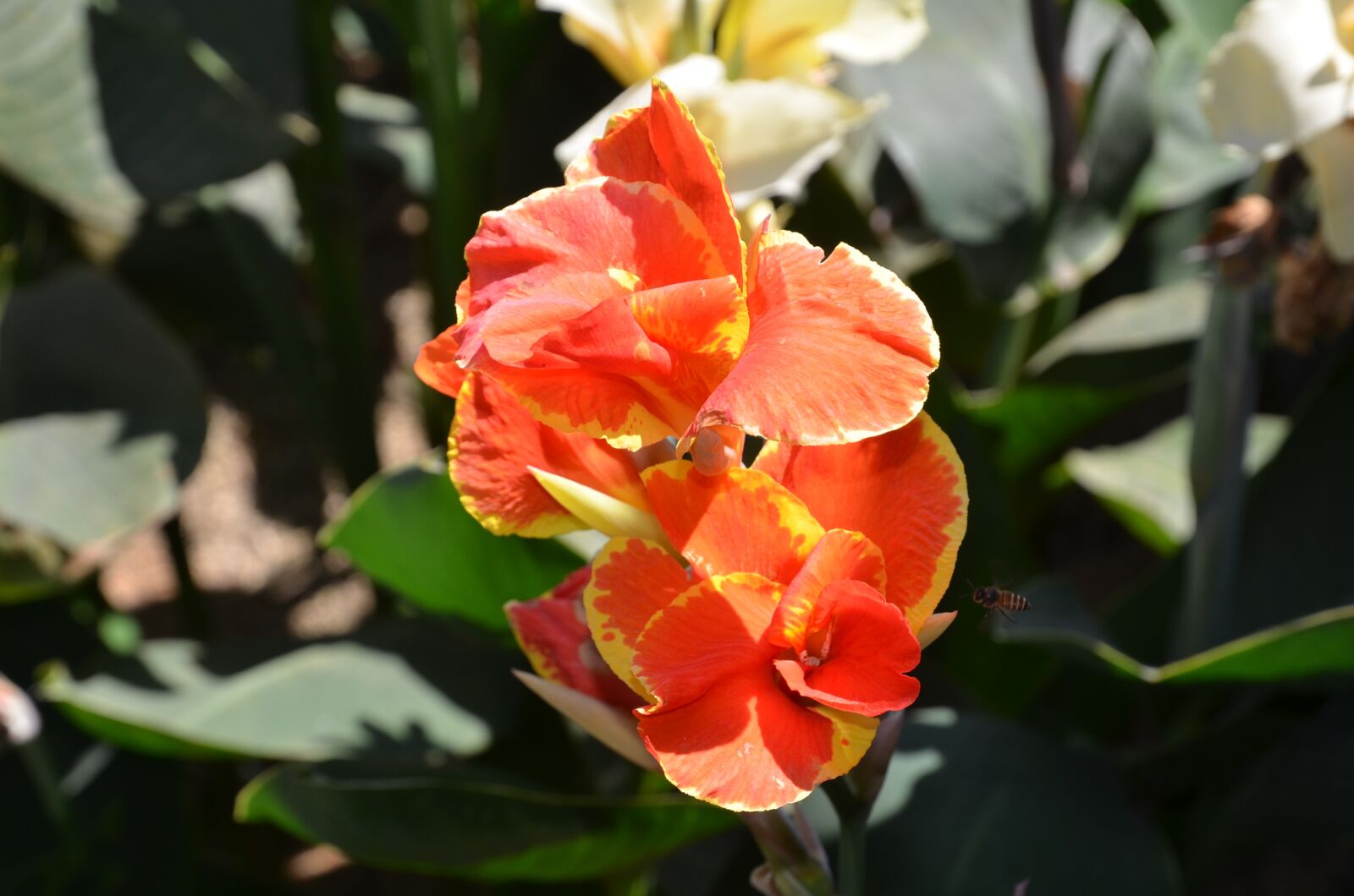 Nikon D7000 sample photo. Flower, plant, nature photography