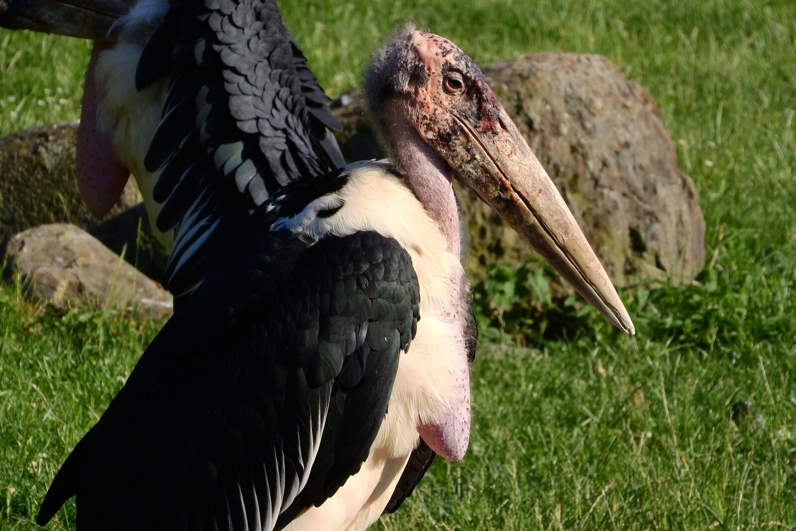 Nikon Coolpix P610 sample photo. Marabou, leptoptilos crumenifer, stork photography