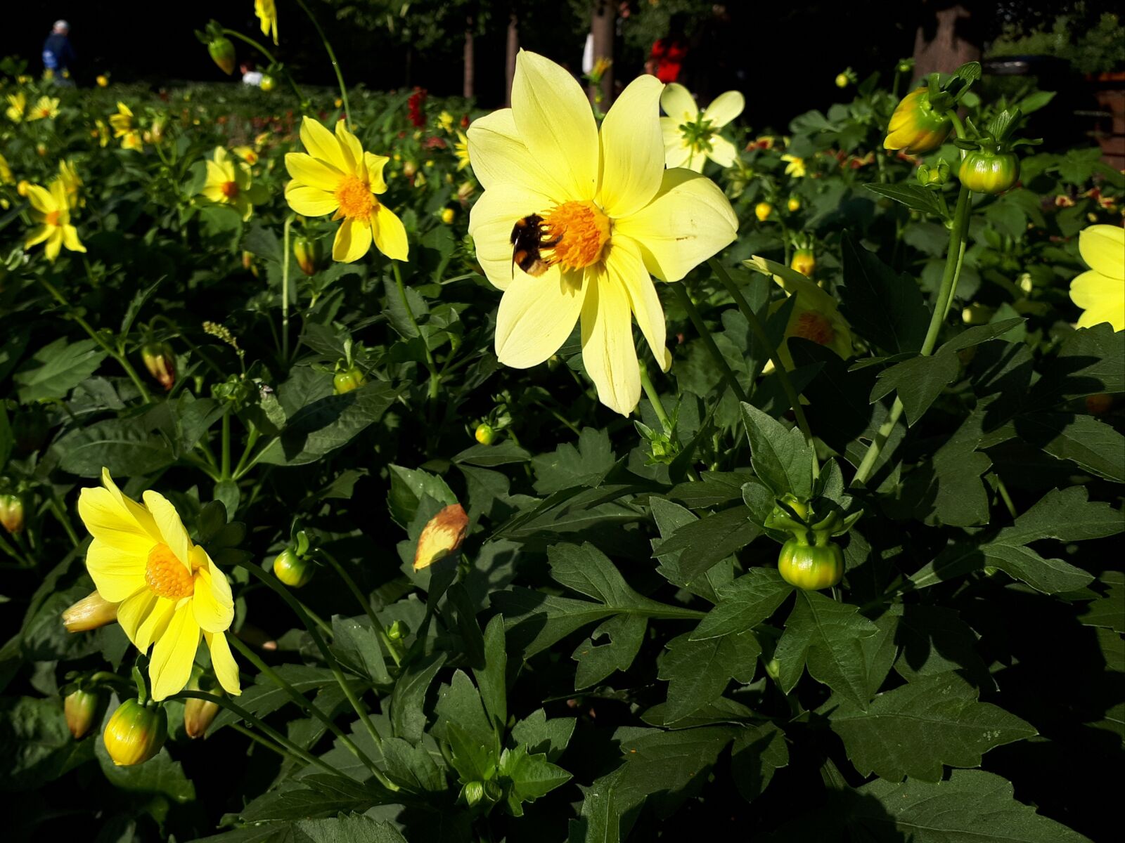 Samsung Galaxy A5(2017) sample photo. Bumblebee, flowers, insect photography