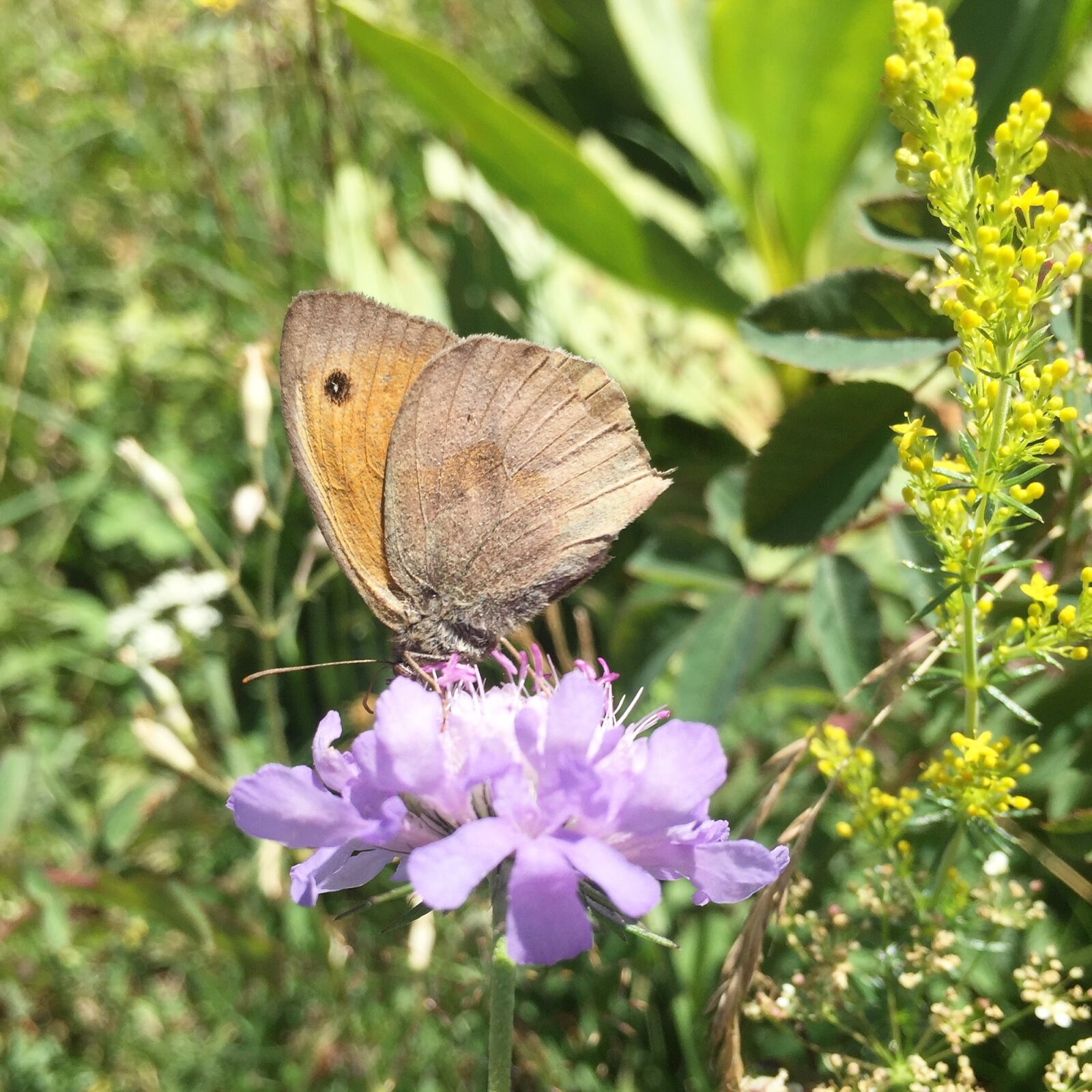 Apple iPhone 6 sample photo. Butterfly, nature, flower photography