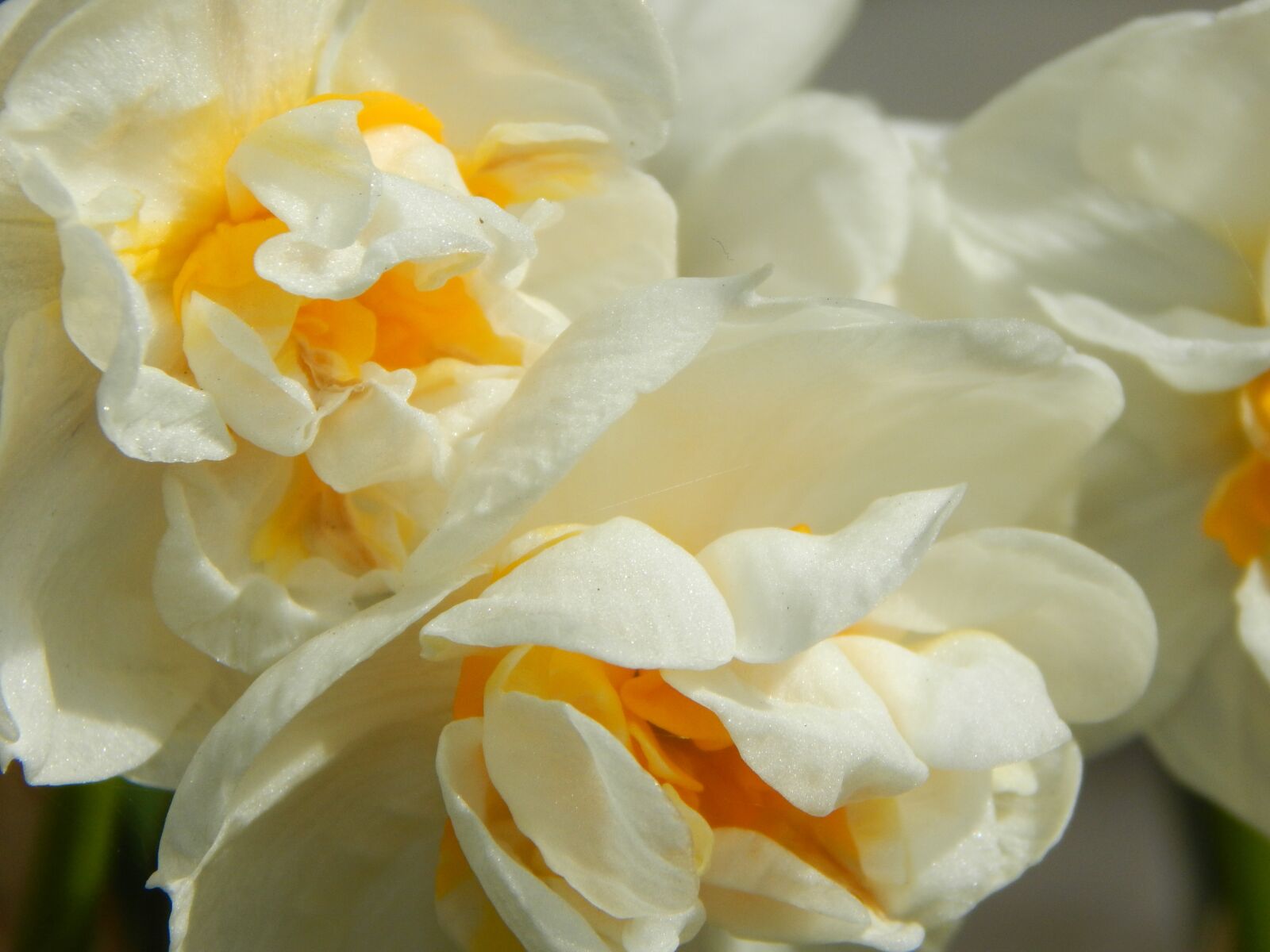 Nikon Coolpix L830 sample photo. Daffodil filled, white daffodil photography