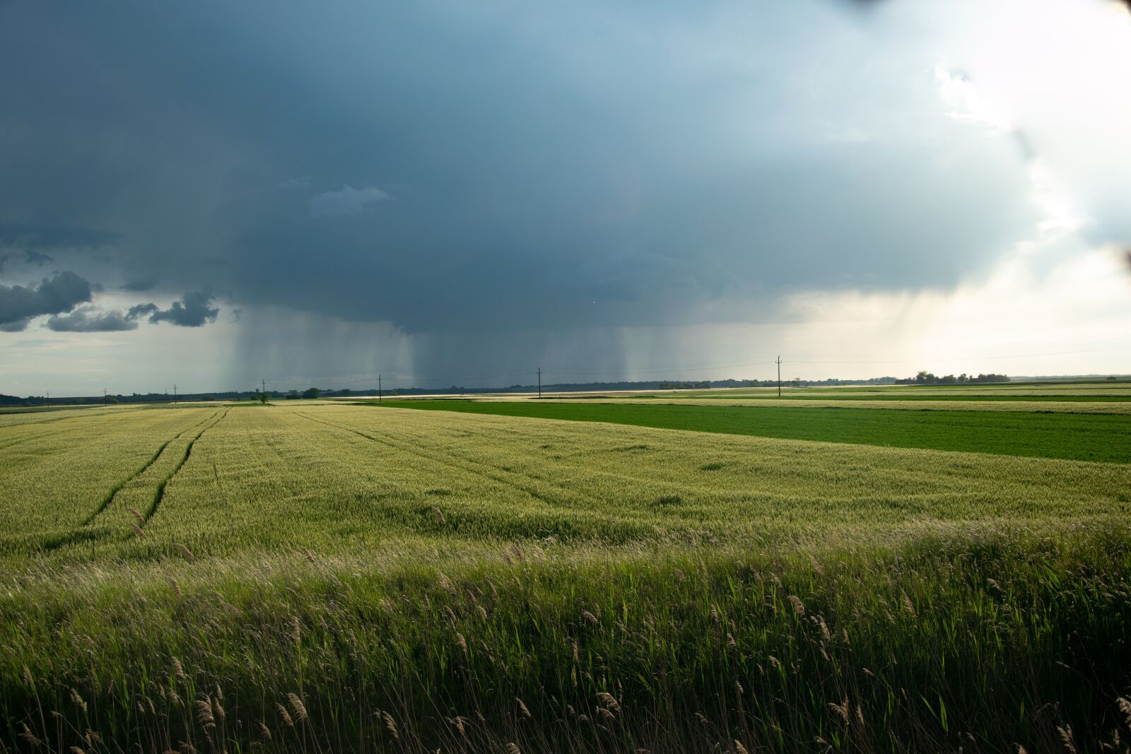 Nikon D3300 sample photo. Storm, cornfield, clouds photography